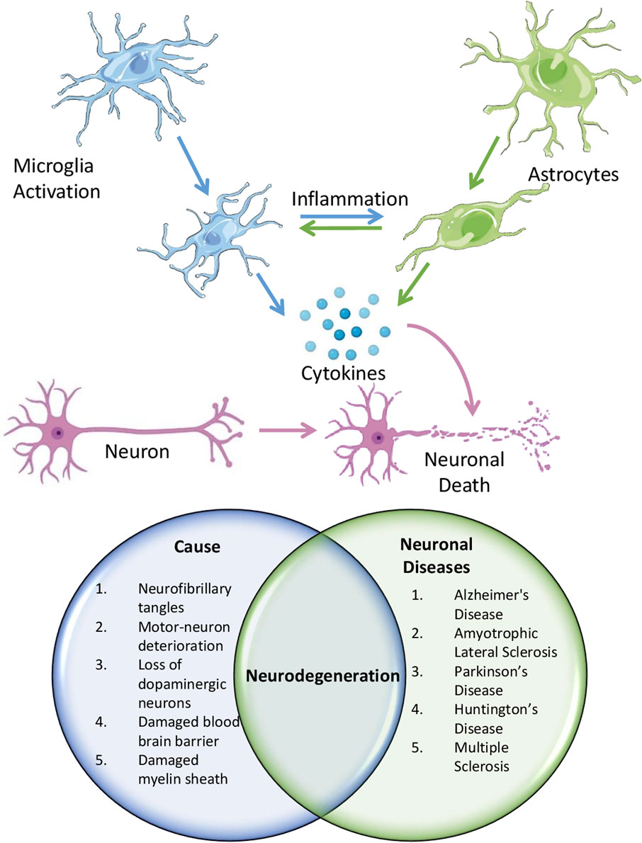 Diagram showing the process of neurodegeneration starting with microglia activation and cytokine release, leading to inflammation involving astrocytes. This results in neuronal damage and death. A Venn diagram displays causes like neurofibrillary tangles and damaged myelin sheath, overlapping with various neuronal diseases.