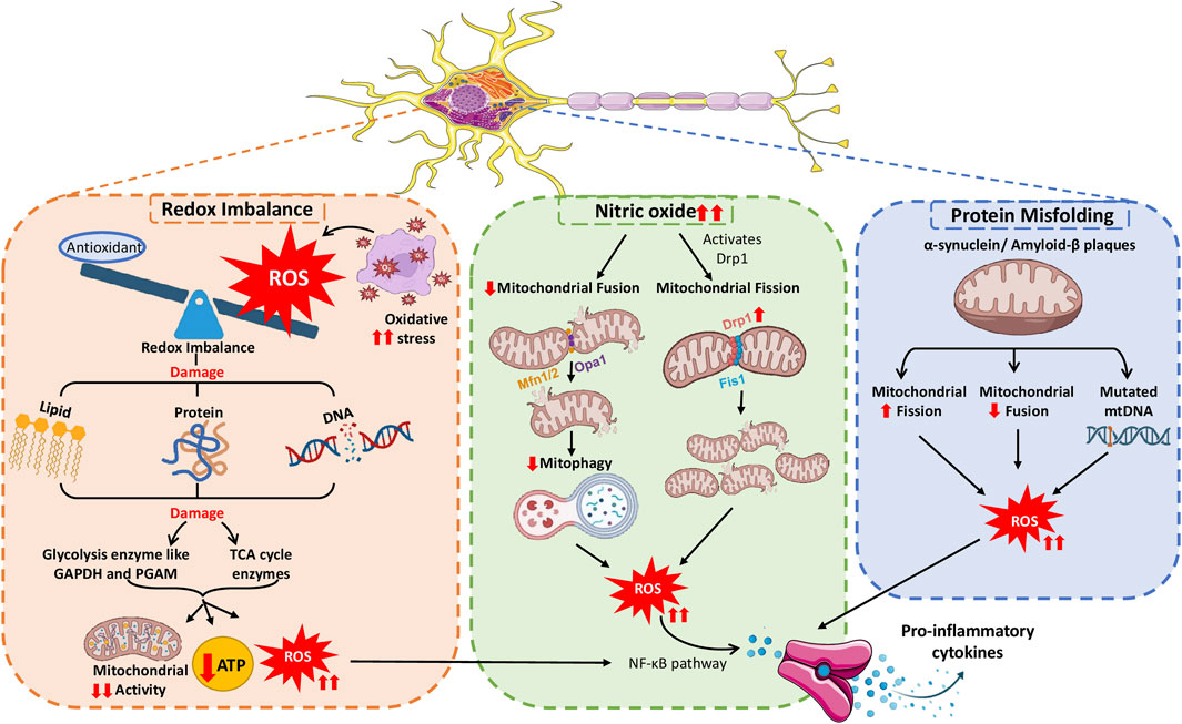 Illustration explaining the mechanisms of cellular stress linked to neurodegeneration. Redox Imbalance shows damage from reactive ROS affecting lipids, proteins, and DNA, leading to oxidative stress. Nitric Oxide section highlights the activation of Drp1, causing mitochondrial fission and reduced mitophagy. The Protein Misfolding section involves α-synuclein and amyloid-β plaques impacting mitochondrial function and leading to mutated mtDNA. All these pathways show an increase in ROS and proinflammatory cytokines.