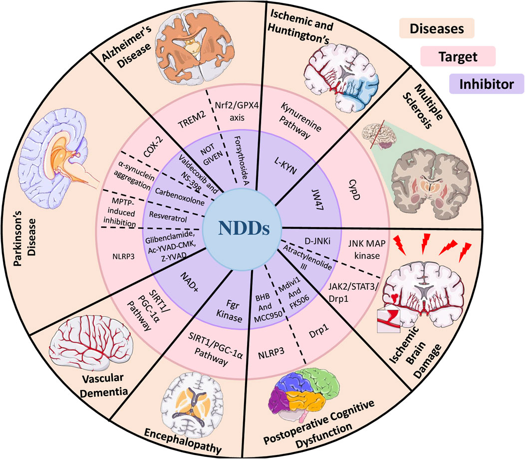 Diagram illustrating the impact of various inhibitors on neuroinflammation and mitochondrial dysfunction across multiple neurological disorders.