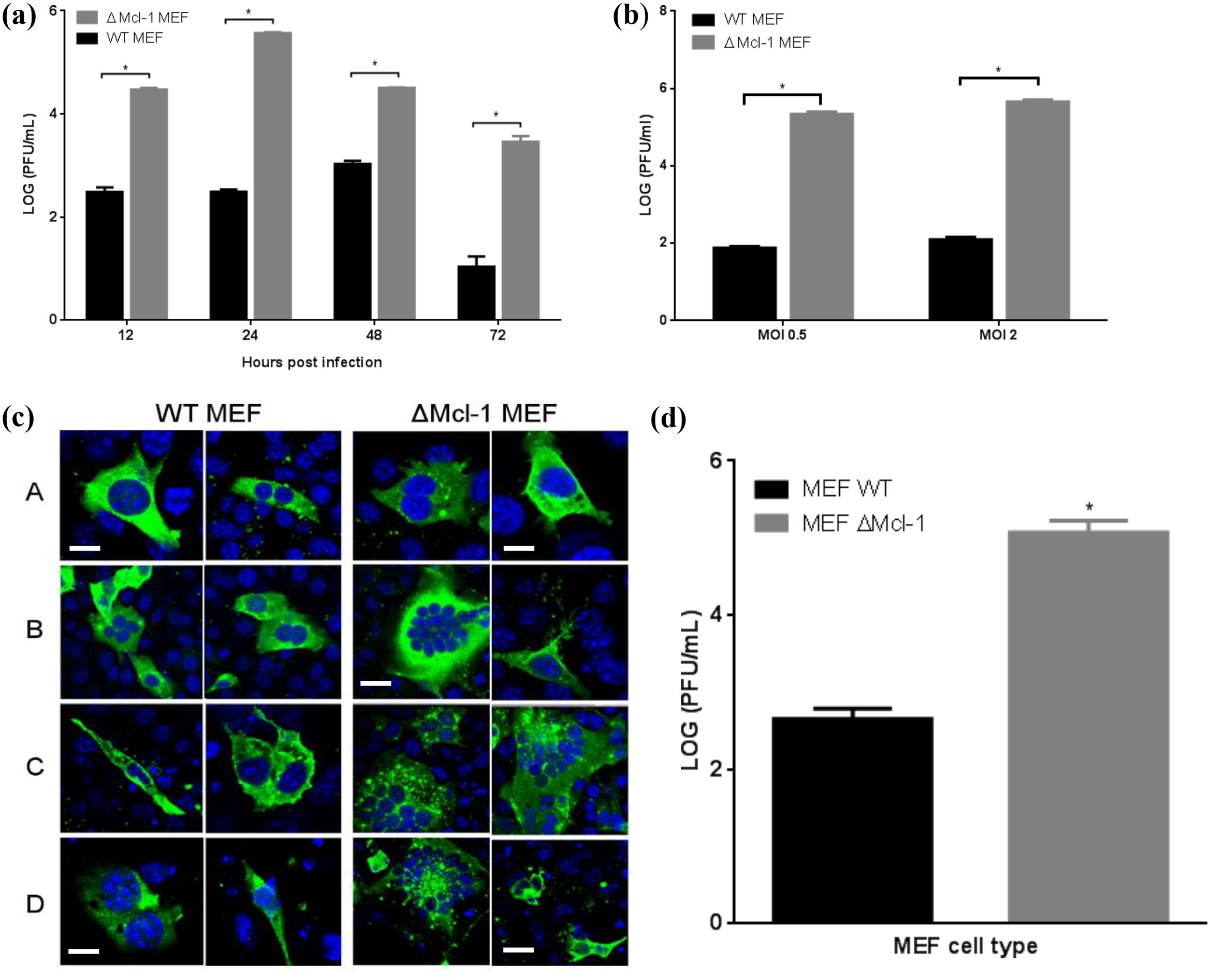 Bar graphs and fluorescence microscopy images comparing wild-type and ΔMcl-1 MEF cells. The bar graphs show differences in virus production at various hours post-infection and multiplicity of infection, with ΔMcl-1 cells showing higher levels. Fluorescence images (panels A-D) display cellular structures with green and blue fluorescence, indicating variances between the cell types.