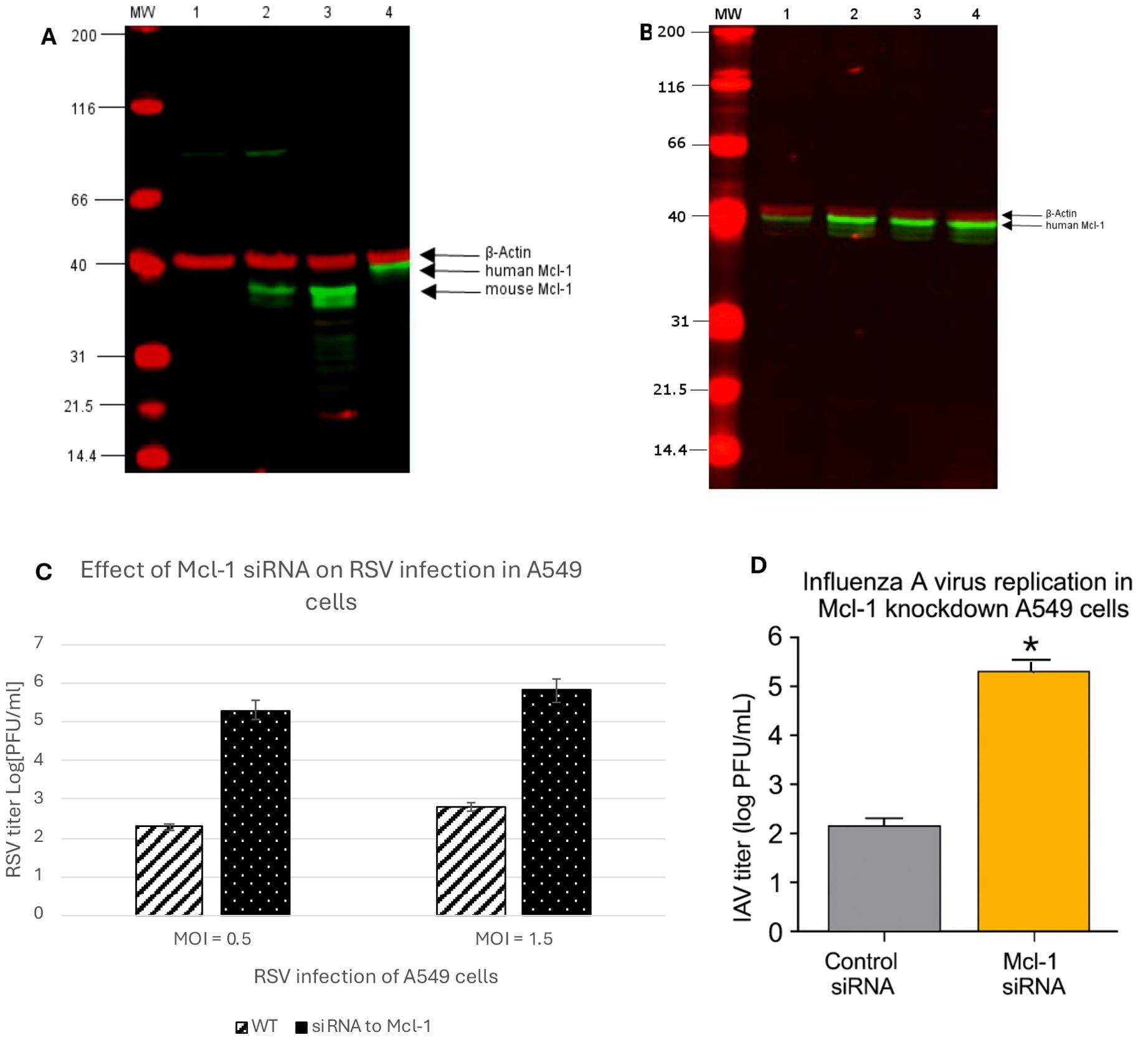 Gel electrophoresis and bar graphs displaying the effects of Mc1-1 siRNA on infections. Panel A shows a Western blot with β-actin, human Mc1-1, and mouse Mc1-1 bands. Panel B has bands for β-actin and human Mc1-1. Panel C is a bar graph showing RSV titers in A549 cells under different conditions, indicating higher titers with siRNA to Mc1-1. Panel D is a bar graph showing increased Influenza A virus replication in Mc1-1 knockdown cells compared to the control.