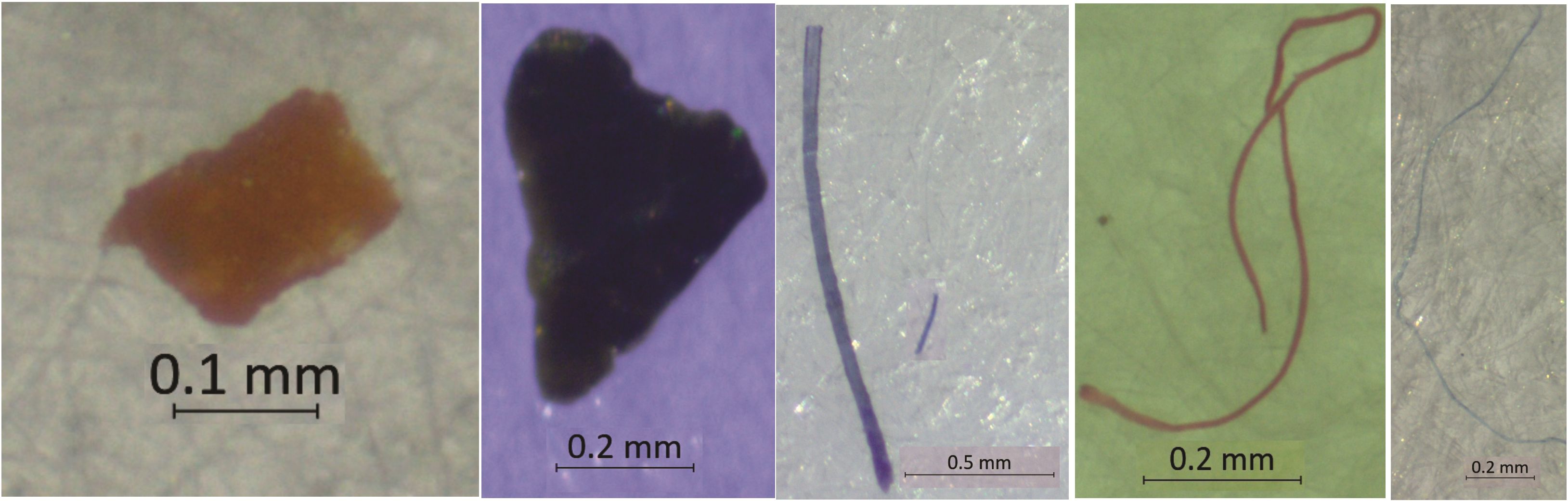 Five microscopic images show different particles and fibers on various backgrounds. Each has a scale for size reference: an orange-brown fragment labeled 0.1 millimeters, a dark triangular piece at 0.2 millimeters, a straight fiber at 0.5 millimeters, a red looped fiber at 0.2 millimeters, and a light, curved fiber at 0.2 millimeters.