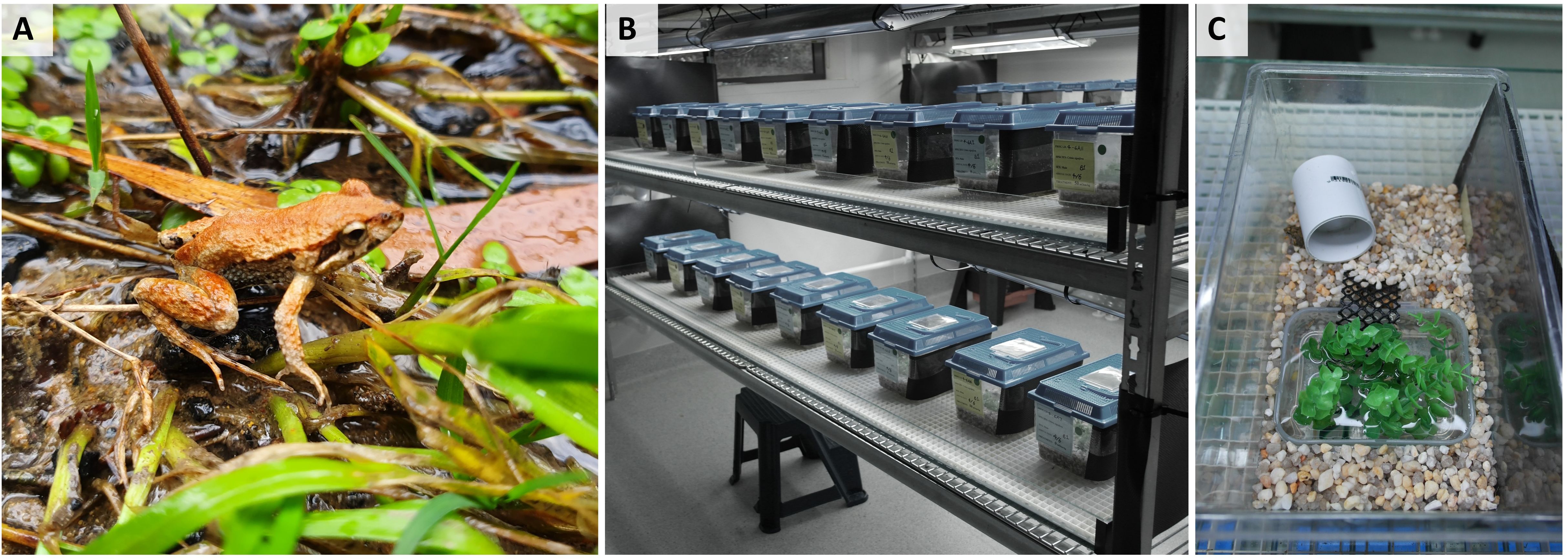 Panel A shows a brown frog among green vegetation near water. Panel B depicts a laboratory setup with multiple plastic containers on shelves. Panel C displays a plastic container filled with pebbles, a small water dish with green artificial plants, and a PVC pipe segment.