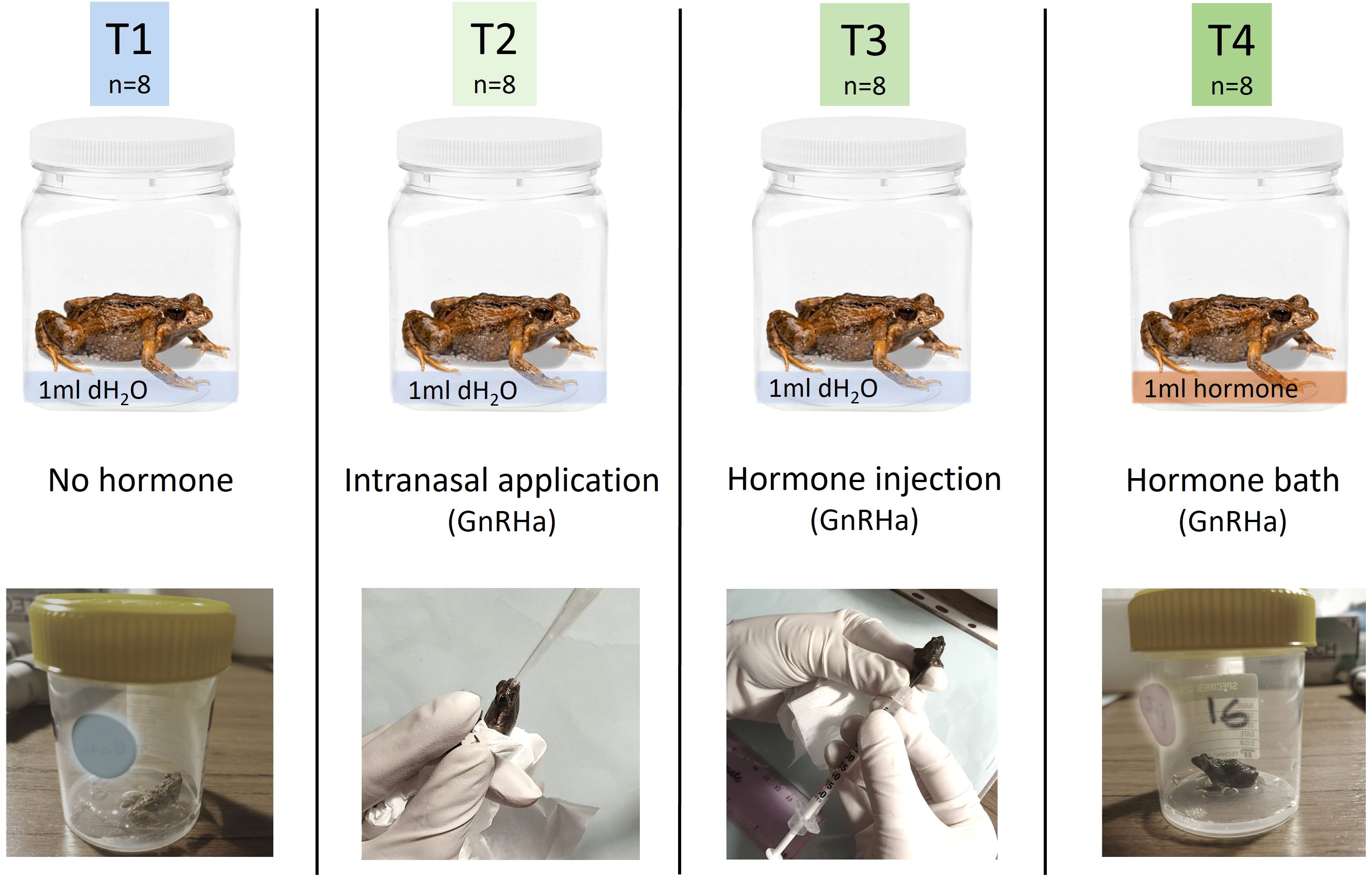 Four panels display different experimental treatments. T1 shows no hormone; T2 represents intranasal application with a pipette; T3 shows a hormone injection with a syringe; T4 illustrates a hormone bath. Each jar contains 1 milliliter of liquid, with eight frogs per treatment.