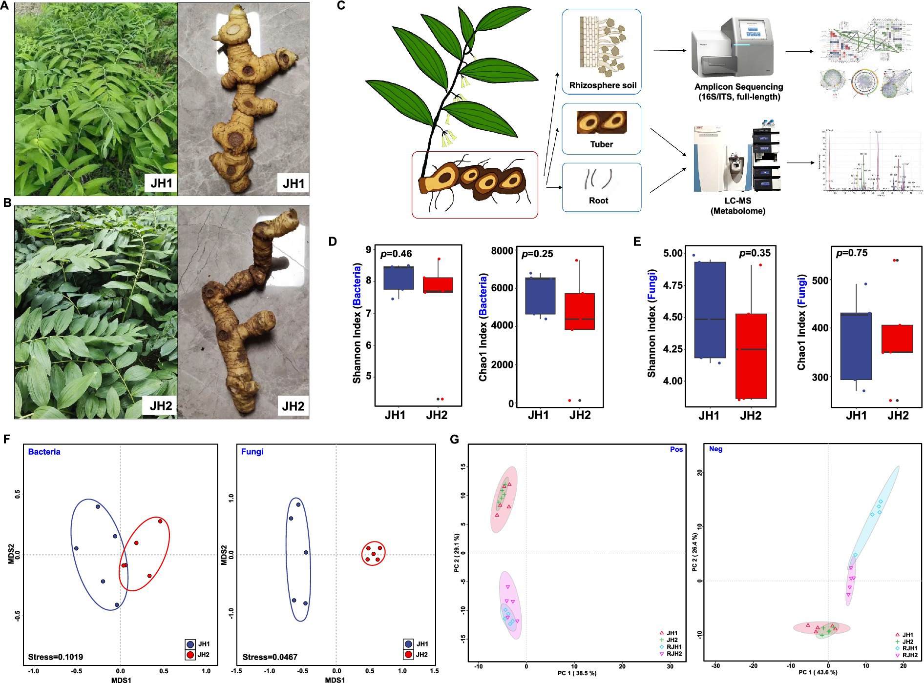 Composite image showing multiple panels: A) Photos of lush green plant JH1 with its tuber; B) Similar plant JH2 with its tuber; C) Diagram of plant components and analysis process using amplicon sequencing and LC-MS; D) Box plots comparing Shannon and Chao1 indexes for bacteria in JH1 and JH2; E) Box plots for fungi diversity indexes; F) MDS plots for bacterial and fungal data; G) PCA plots showing positive and negative data clustering for JH1 and JH2.