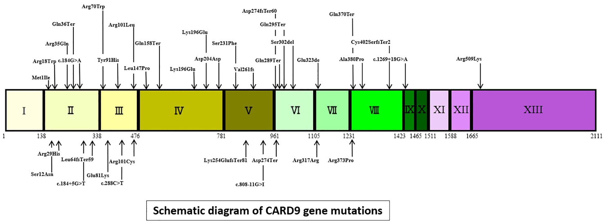 Schematic diagram of CARD9 gene mutations highlighting various mutation points across regions labeled one to thirteen. Mutations include Arg18Trp, Tyr91His, Gln158Ter, among others, with specific nucleotide changes indicated.