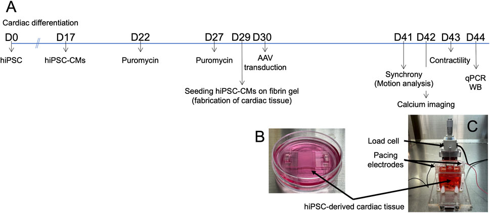 Diagram and photos detailing cardiac differentiation using induced pluripotent stem cells (hiPSCs). Panel A outlines a timeline from day 0 to day 44, showing stages like hiPSC-CM generation, puromycin treatment, and evaluations such as motion analysis and calcium imaging. Panel B displays a petri dish with hiPSC-derived cardiac tissue in pink medium. Panel C shows a setup with a load cell and pacing electrodes for cardiac tissue analysis.