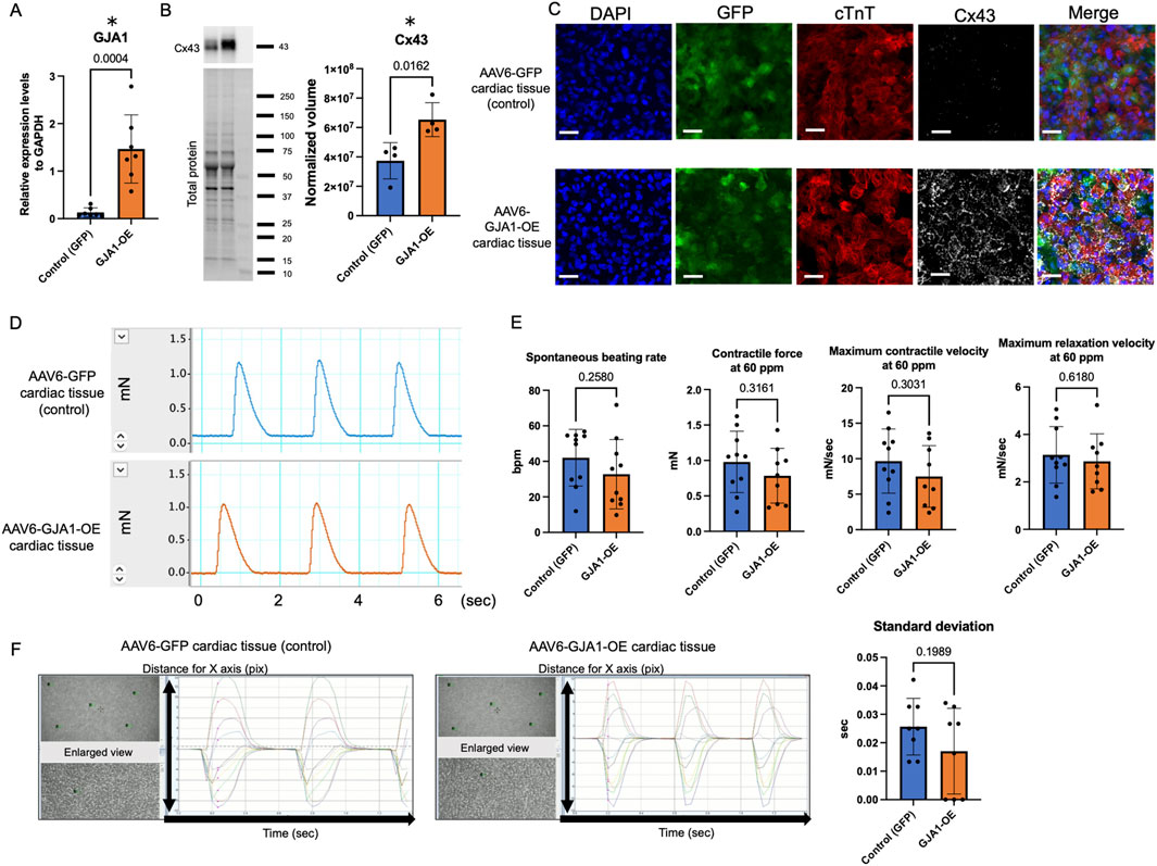 Graphs, immunoblot, and microscopy images compare AAV6-GFP and AAV6-GJA1-OE cardiac tissues. Panel A shows higher GJA1 expression in GJA1-OE tissues. Panel B immunoblot shows increased Cx43 in GJA1-OE. Panel C shows microscopy of cardiac tissues stained for GFP, cTnT, and Cx43, with DAPI highlighting nuclei. Panel D presents contractile force measurements over time. Panel E displays bar charts of spontaneous beating rate, contractile force, and velocities at 60 ppm. Panel F shows distance-time graphs with enlarged tissue views. Statistical analyses indicate significant differences in certain parameters.