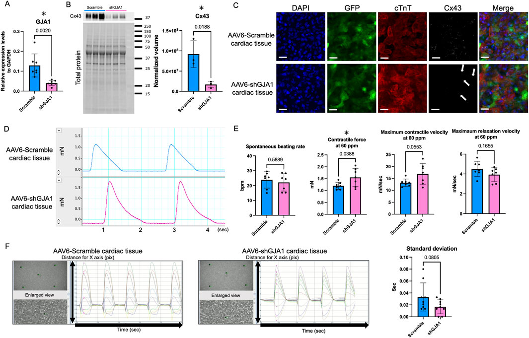 Scientific figure showing various data related to cardiac tissue analysis. Panel A displays a bar graph comparing GJA1 expression levels between Scramble and shGJA1 samples with statistical significance. Panel B includes a Western blot of Cx43 and a bar graph of normalized volumes showing significant changes. Panel C provides fluorescence microscopy images of DAPI, GFP, cTnT, and Cx43 staining in cardiac tissues with merged views. Panel D presents force measurements over time for AAV6-Scramble and AAV6-shGJA1 cardiac tissues. Panel E shows bar graphs for spontaneous beating rate, contractile force, and velocity, indicating significant differences. Panel F contains graphical plots and images depicting contractility assessments with standard deviation data.