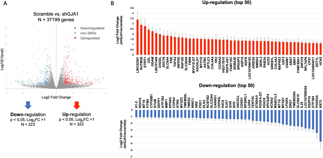 Volcano plot and bar graphs depicting gene expression changes. Panel A shows the volcano plot comparing Scramble versus shGJA1 for 37,199 genes, with blue dots indicating downregulation, red dots for upregulation, and grey dots for non-differential expression. Panel B shows bar graphs of the top 50 upregulated and downregulated genes by Log2 fold change, with upregulated genes in red and downregulated ones in blue.