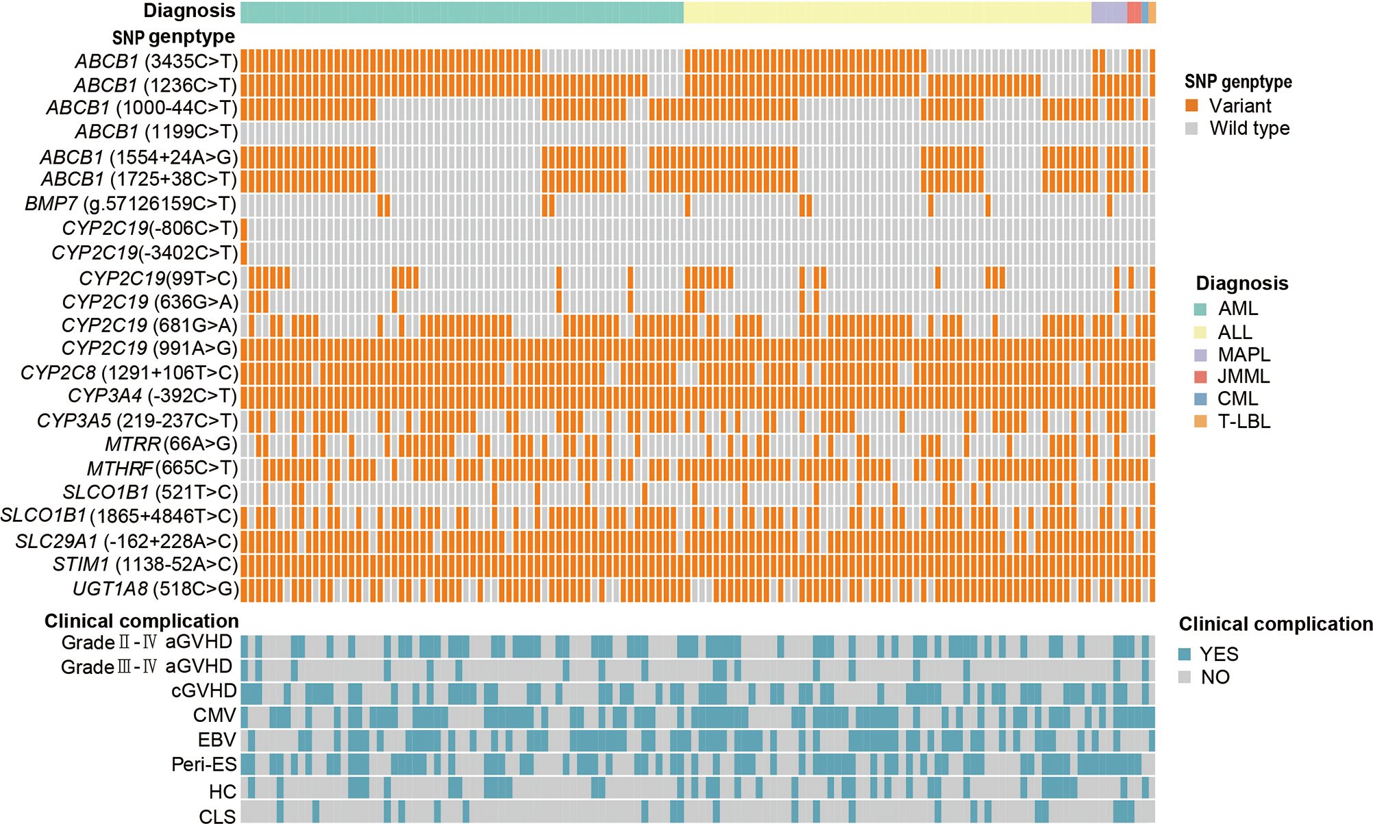 Genotype and clinical complication heatmap showing single nucleotide polymorphism (SNP) genotypes and diagnoses. Orange indicates SNP variants, and gray indicates wild type. The top section displays various SNP genotypes with diagnoses categorized by color: AML, ALL, MAPL, JMML, CML, T-LBL. The lower section shows clinical complications, including aGVHD, cGVHD, CMV, EBV, and others, highlighting occurrences with teal and gray bars.