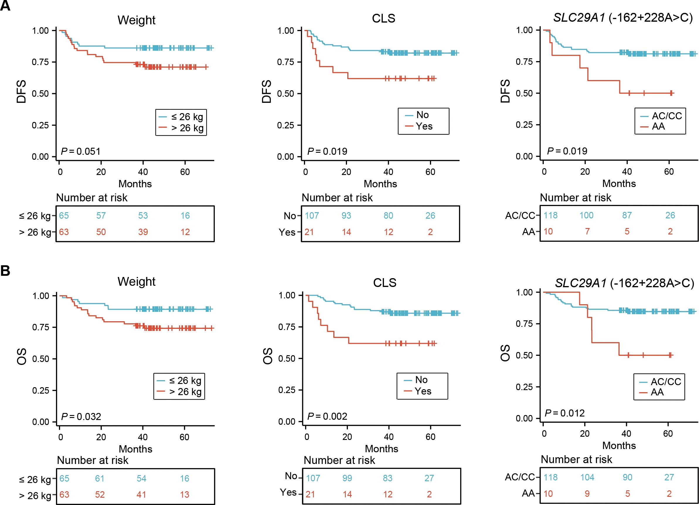 Survival curves for disease-free survival (DFS) and overall survival (OS) based on weight, clotting score (CLS), and SLC29A1 gene mutation status. Graphs show survival probabilities over 60 months with comparisons for groups: weight (≤26 kg vs. >26 kg), CLS (No vs. Yes), and SLC29A1 (AC/CC vs. AA genotype). DFS graphs in the top row show statistical significance with P-values: 0.051, 0.019, and 0.019 respectively. OS graphs in the bottom row show P-values: 0.032, 0.002, and 0.012 respectively. Number at risk tables are presented below each graph.