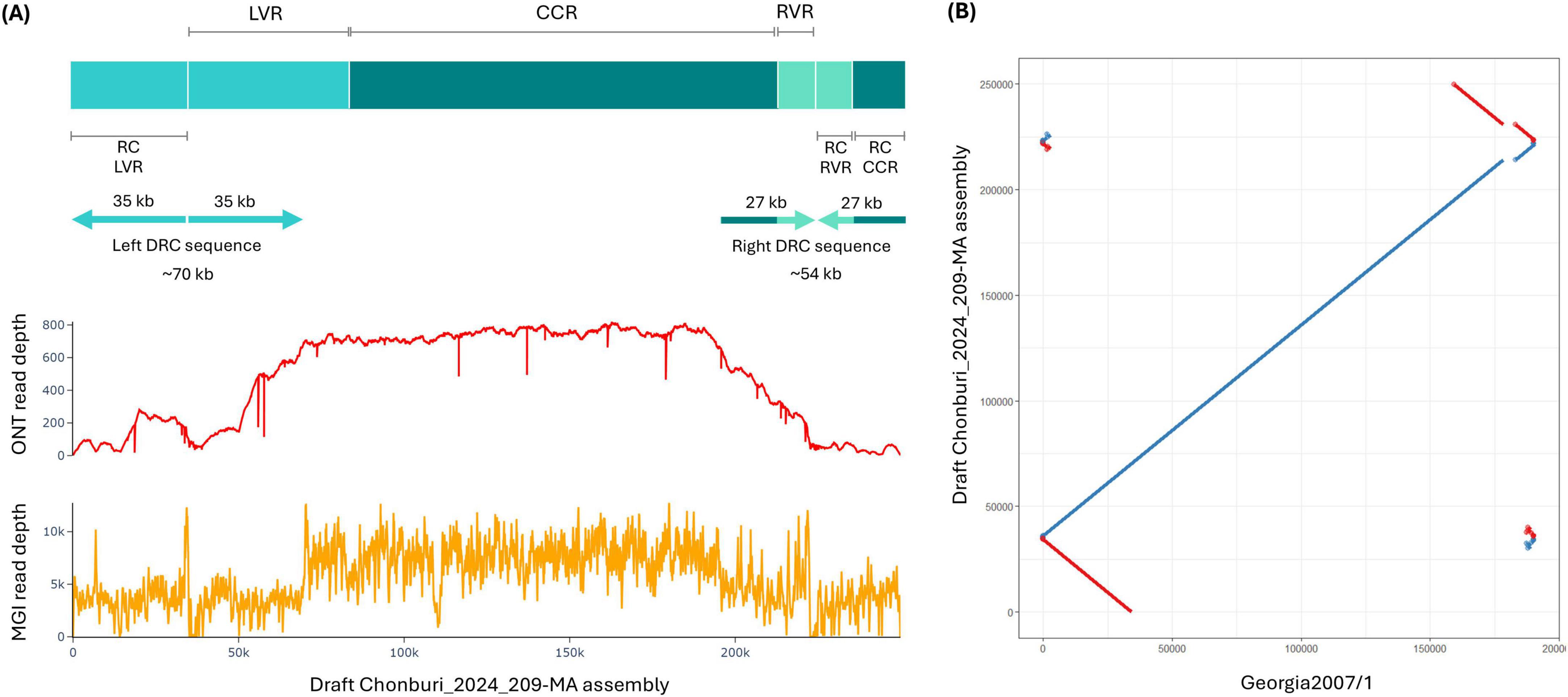 “(A) Diagram with sections labeled LVR, CCR, RVR, an DRC sequences at both termini, displaying DNA regions with lengths marked in kilobases. Below are graphs showing ONT and MGI read depth across the Draft Chonburi_2024_209-MA assembly. (B) Dot plot comparing Draft Chonburi_2024_209-MA assembly to Georgia2007/1, with lines indicating alignments.”
