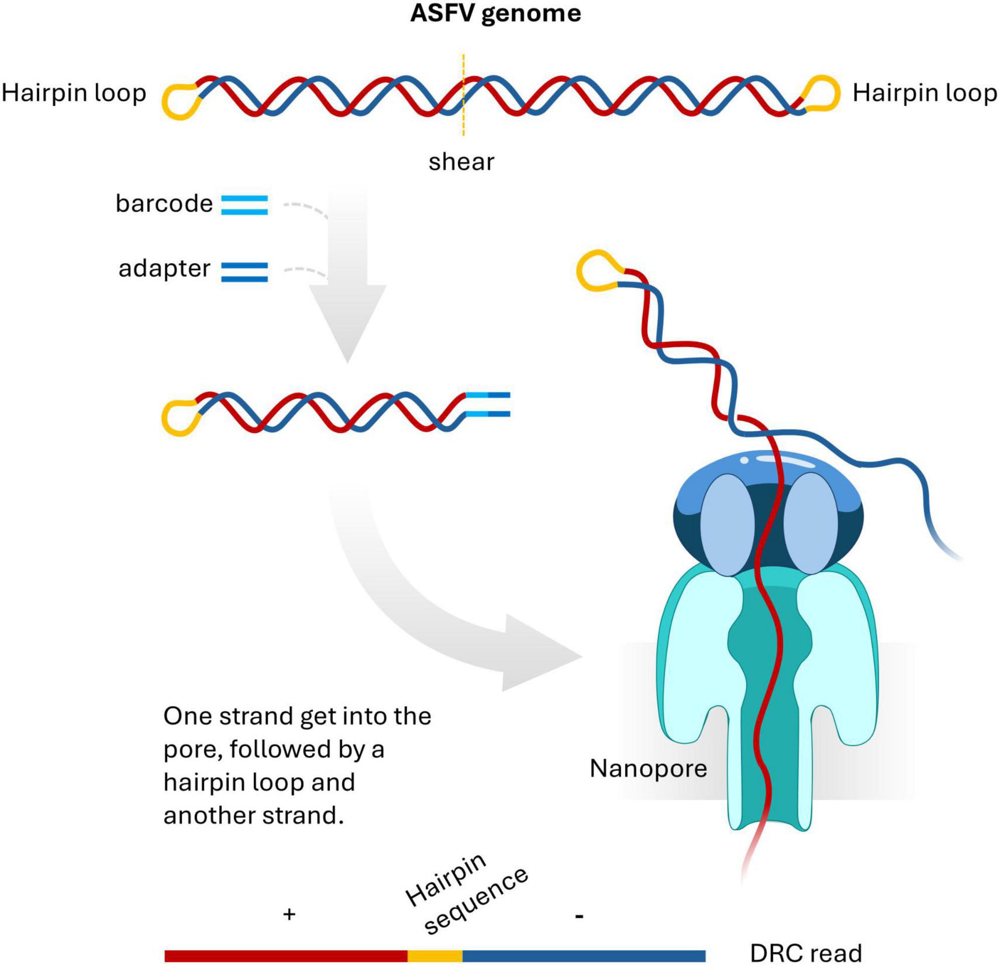 “Diagram illustrating the sequencing process of the ASFV genome. The genome with hairpin loops is sheared and ligated with a barcode and an adapter. The strands enter a nanopore, with one strand initially followed by a hairpin loop and the second strand. Labels indicate the negative and positive ends of the sequence, and a depiction of the nanopore is included to show the process flow.”