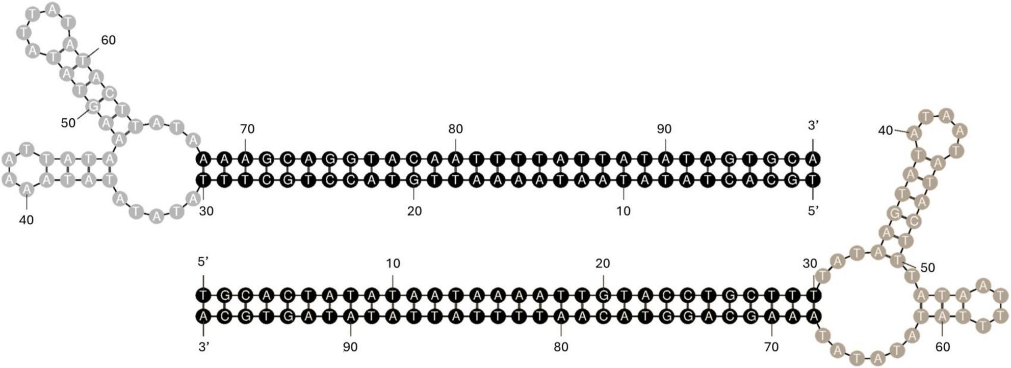 Diagram of two DNA strands with secondary structures forming loops on each end. Numbers label specific nucleotide positions, and base pair sequences are shown. The top and bottom strands are hairpin loop strutures at 5’ and 3’ termini, respectively.