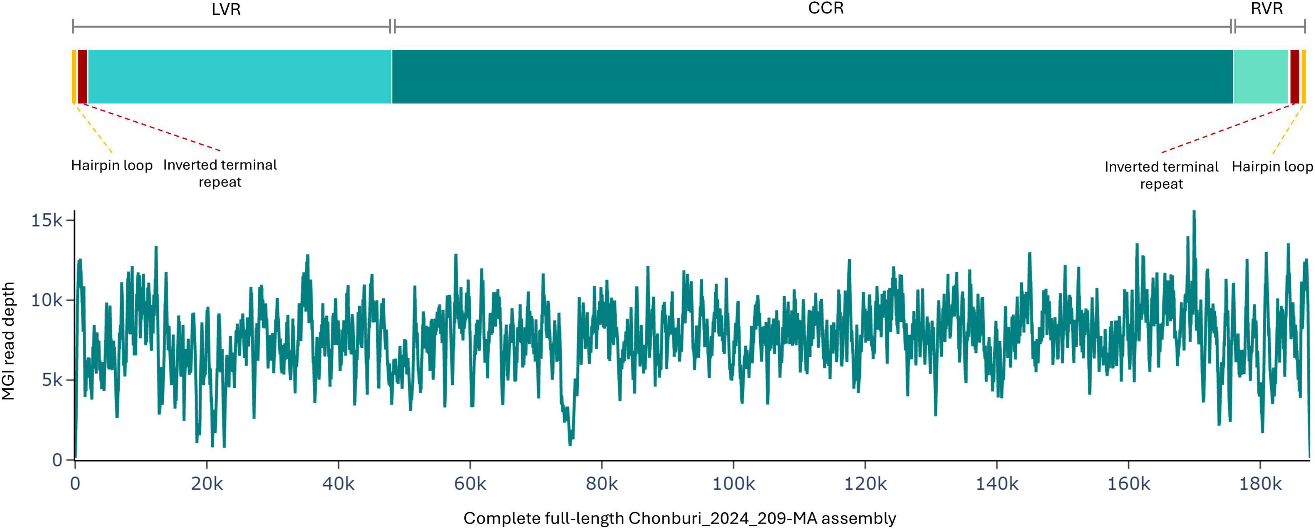 Schematic of a genomic assembly with three labeled regions: LVR, CCR, and RVR. Each section features a hairpin loop and inverted terminal repeat. Below, a graph displays MGI read depth against sequence position from 0 to 180k, with values ranging up to 15k.