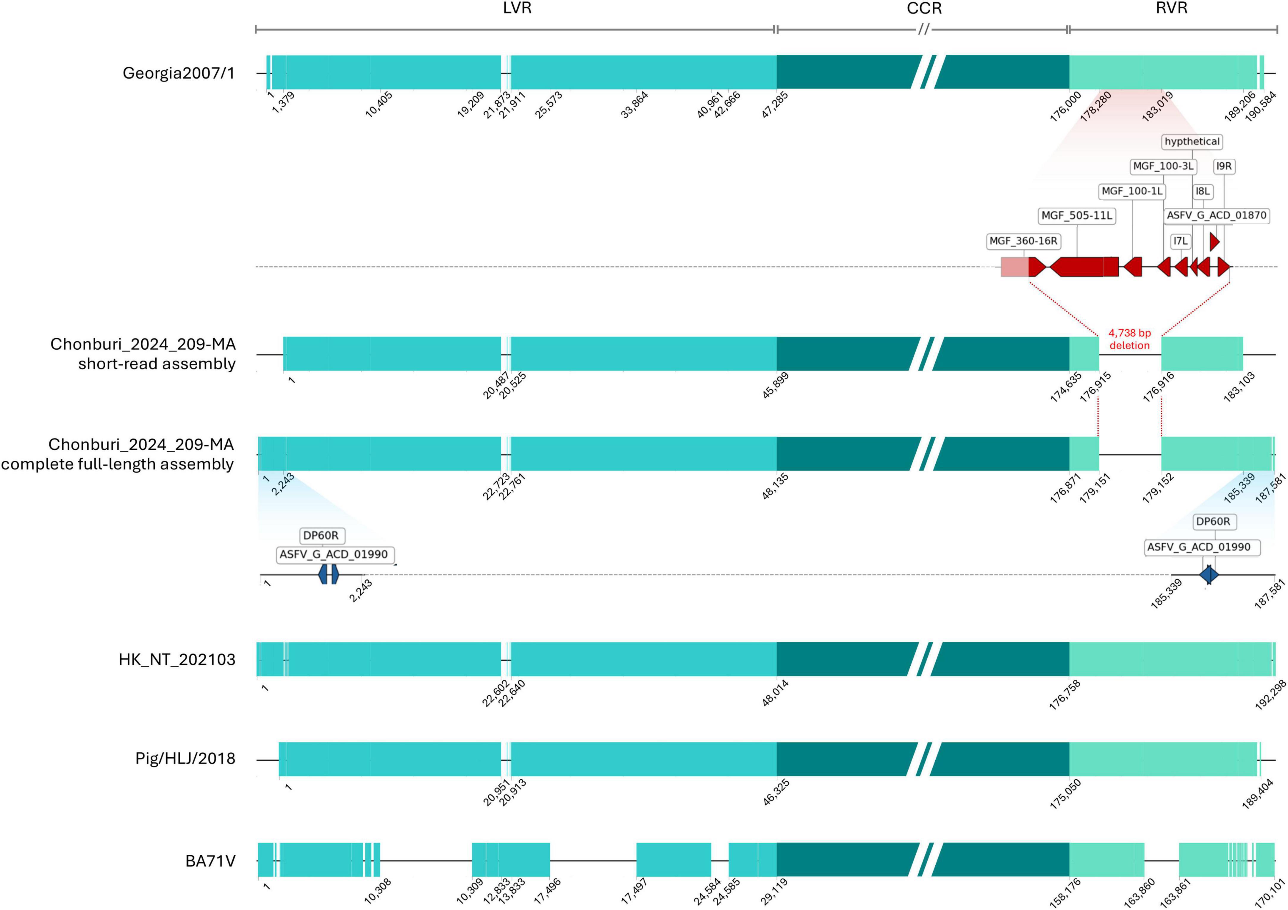Comparison of genomic sequences from different sources, including Georgia2007/1, Chonburi_2024_209-MA (short-read and complete), HK_NT_202103, Pig/HLJ/2018, and BA71V. Key features like LVR, CCR, RVR, and specific gene labels such as MGF and ASFV_G_ACD_01990 are marked. Variations and deletions, including a notable 4,738 bp deletion in the Chonburi assemblies, are highlighted.