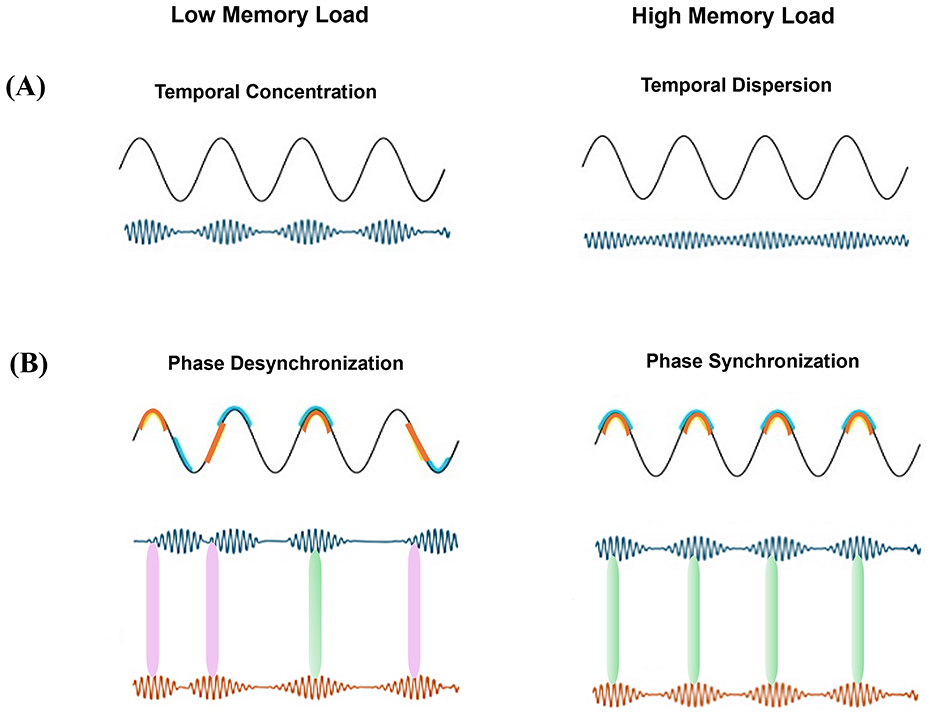 Diagram comparing brain wave activity under different memory loads. Panel A shows low memory load with temporal concentration and high memory load with temporal dispersion. Panel B illustrates phase desynchronization for low memory load and phase synchronization for high memory load. Each section displays two waveforms with variations in temporal and phase characteristics.