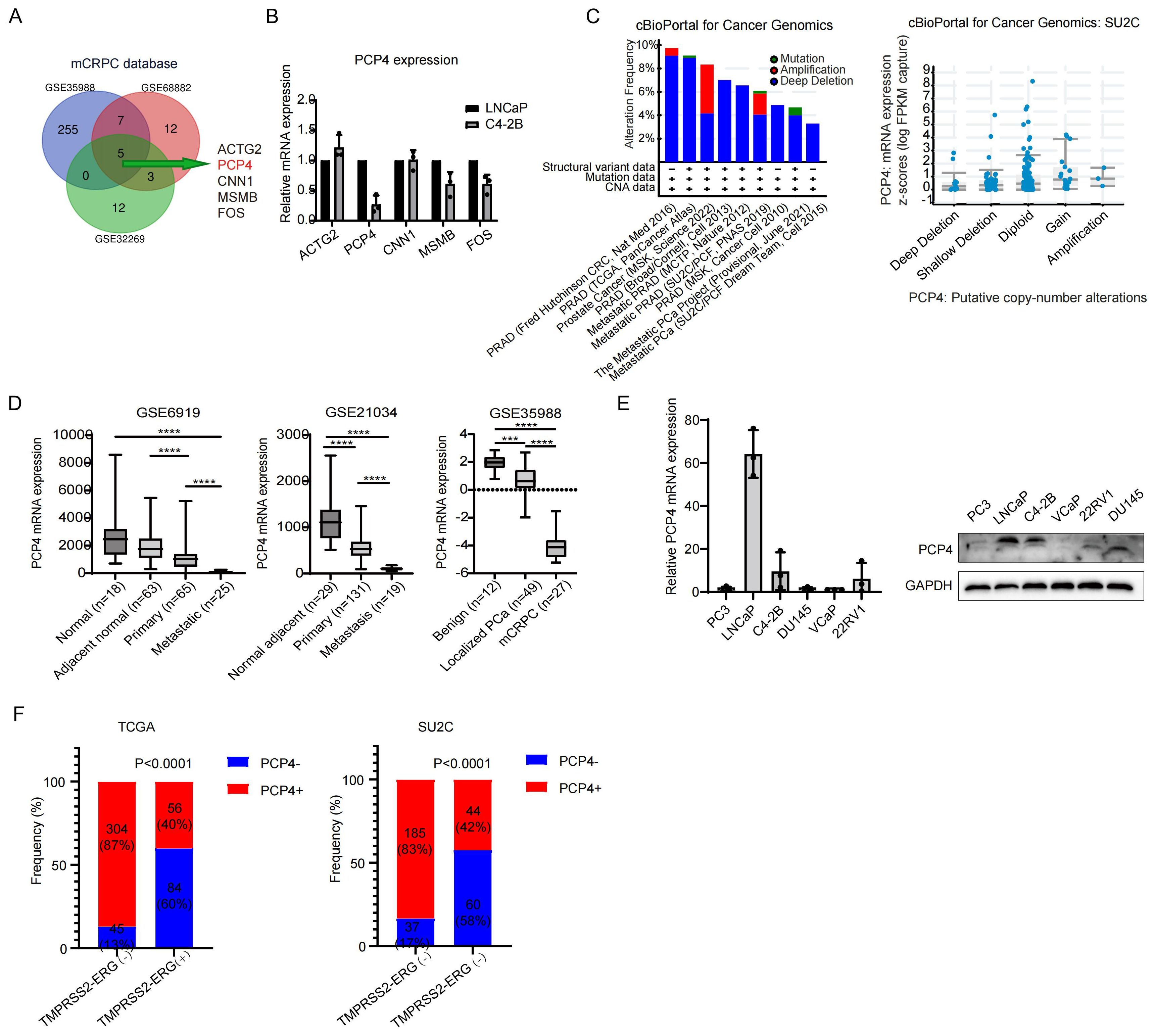 A composite image showcases various data visualizations related to PCP4 and mCRPC studies. Panel A is a Venn diagram indicating shared genes across different gene expression sets. Panel B shows a bar graph comparing PCP4 expression in LNCaP and C4-2B cell lines. Panel C presents two charts from cBioPortal indicating mutation frequencies and PCP4 expression in different genomics datasets. Panel D contains box plots comparing PCP4 mRNA expression in normal, adjacent normal, primary, and metastatic samples from three datasets. Panel E displays a bar graph and Western blot comparing PCP4 expression in various cell lines. Panel F consists of two bar graphs illustrating PCP4 gene loss related to TMPRSS2-ERG status in TCGA and SU2C datasets.