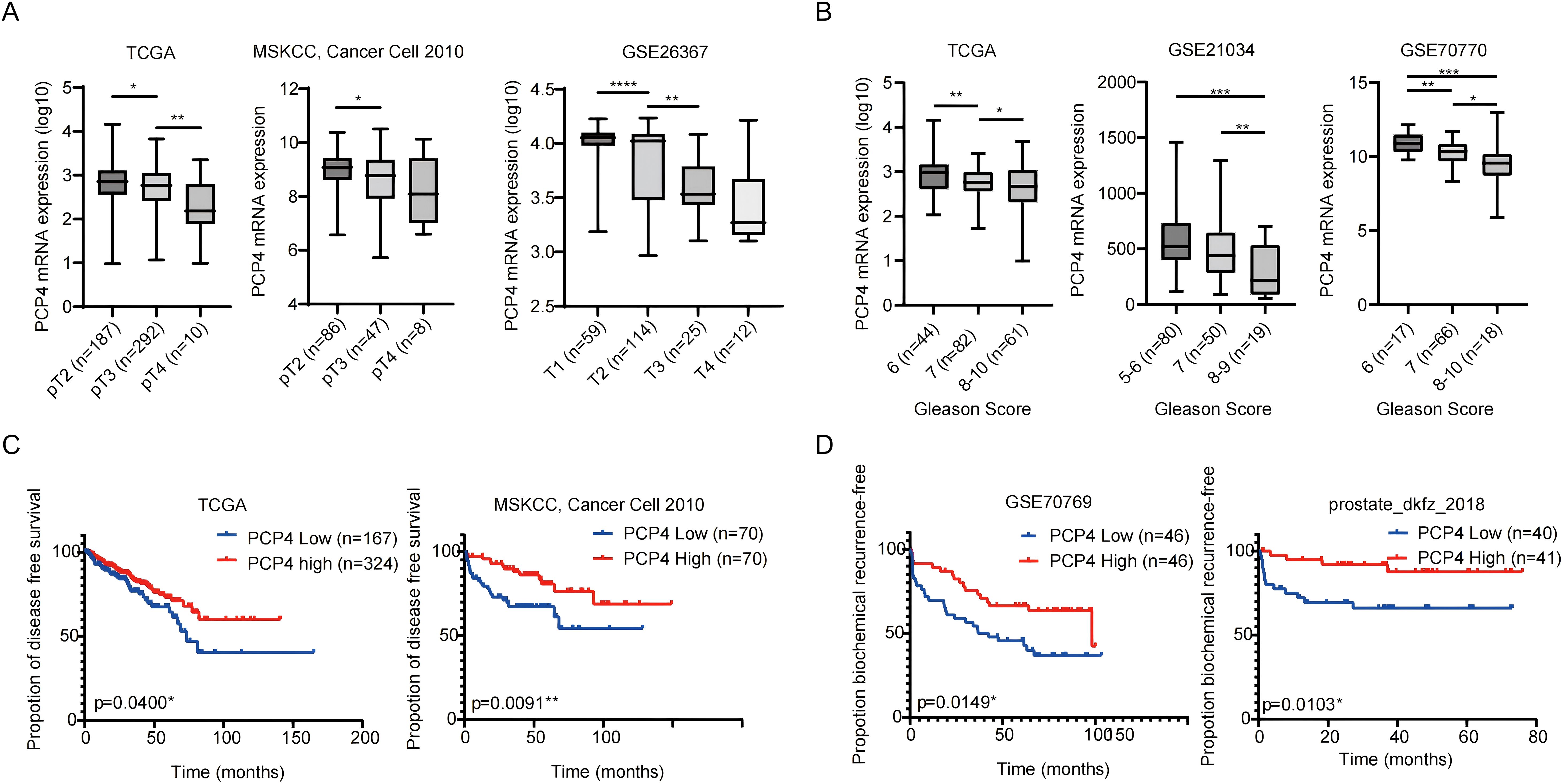 Box plots and Kaplan-Meier graphs analyzing PCP4 mRNA expression levels. Panel A shows PCP4 expression across different tumor stages (pT2, pT3, pT4) from multiple datasets, with significant differences noted. Panel B illustrates expression across Gleason scores, also showing significant differences. Panel C and D present Kaplan-Meier survival analyses for disease-free and biochemical recurrence-free survival, respectively, comparing low and high PCP4 expression groups, with significant p-values.