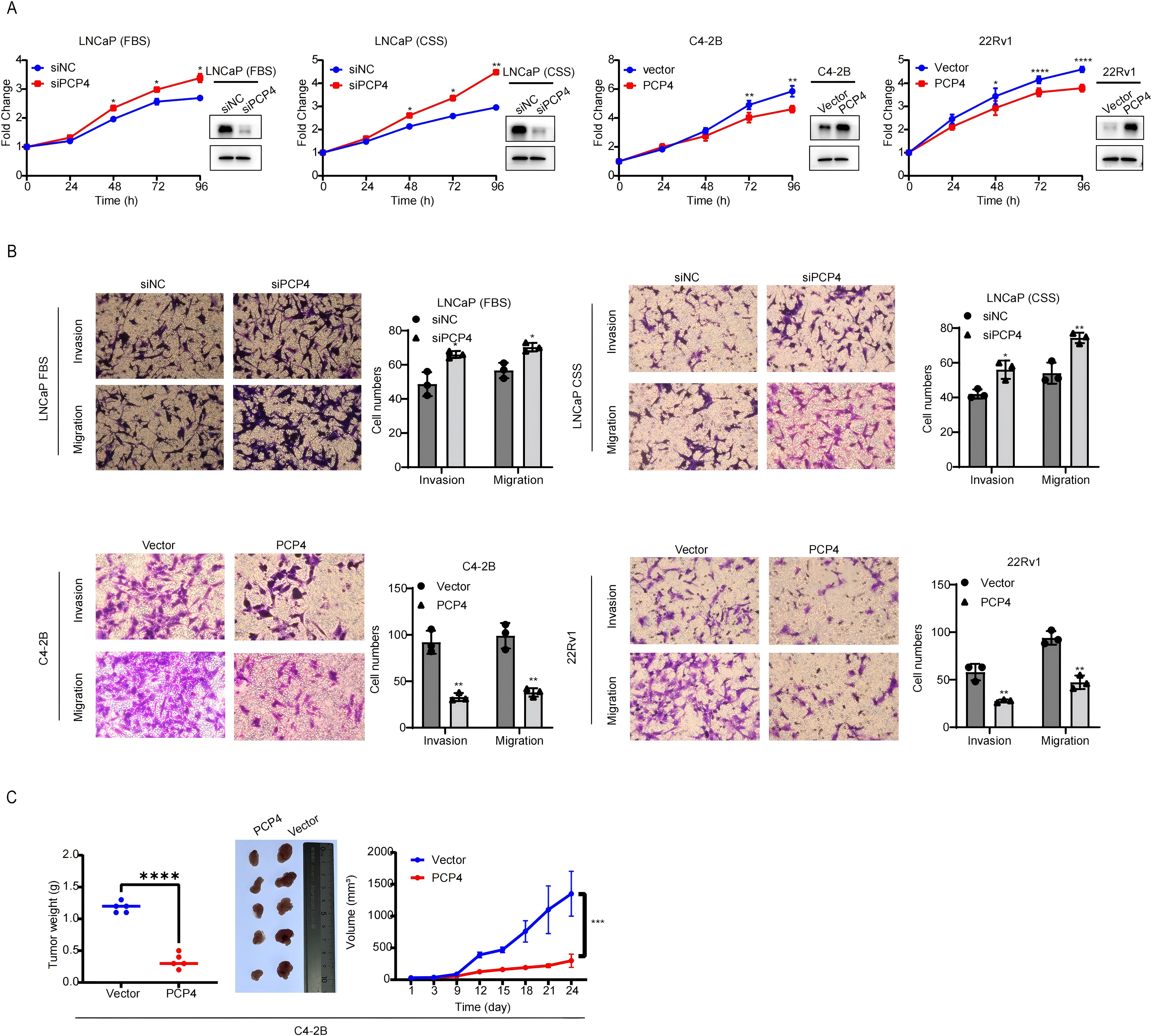 Panel A shows line graphs depicting the fold change in cell growth over time for LNCaP, C4-2B, and 22Rv1 cells treated with siNC, siPCP4, or vector PCP4. Panel B presents images of invaded and migrated cells with bar graphs comparing cell numbers across different treatments and cell lines. Panel C includes a comparison of tumor weights, images of tumor samples, and a line graph of tumor volume over 24 days for vector and PCP4 treatments. Statistical significance is indicated in all panels.