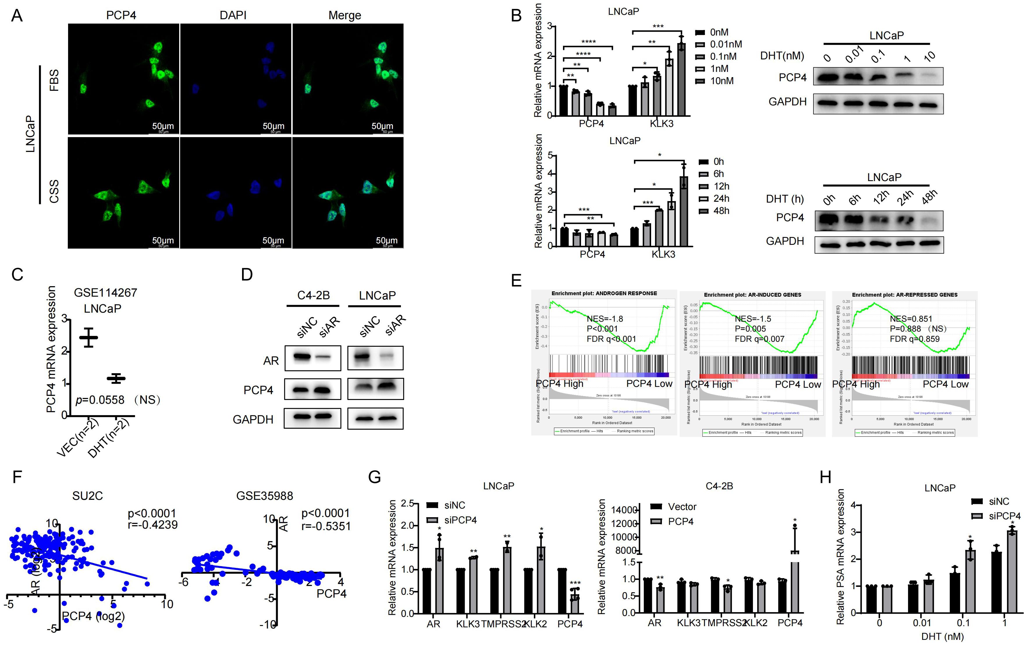 Composite image displaying scientific data related to PCP4 expression. Panel A: Fluorescence microscopy of LNCaP cells under FBS and CSS conditions, showing PCP4 and DAPI staining. Panel B: Bar graphs and Western blots show PCP4 and KLK3 mRNA expression in LNCaP cells under different DHT concentrations and time points. Panel C: Graph comparing PCP4 mRNA expression levels, with statistical annotation. Panel D: Western blots of AR, PCP4, and GAPDH in C4-2B and LNCaP cells treated with siRNA. Panel E: Enrichment plots for androgen response and related gene expressions. Panel F: Scatter plots illustrating AR and PCP4 correlation in SU2C and GSE35988 datasets. Panel G: Bar graphs of gene expression under siPCP4 and PCP4 vectors in LNCaP and C4-2B cells. Panel H: Bar graph of PSA mRNA expression in LNCaP cells treated with different DHT concentrations.
