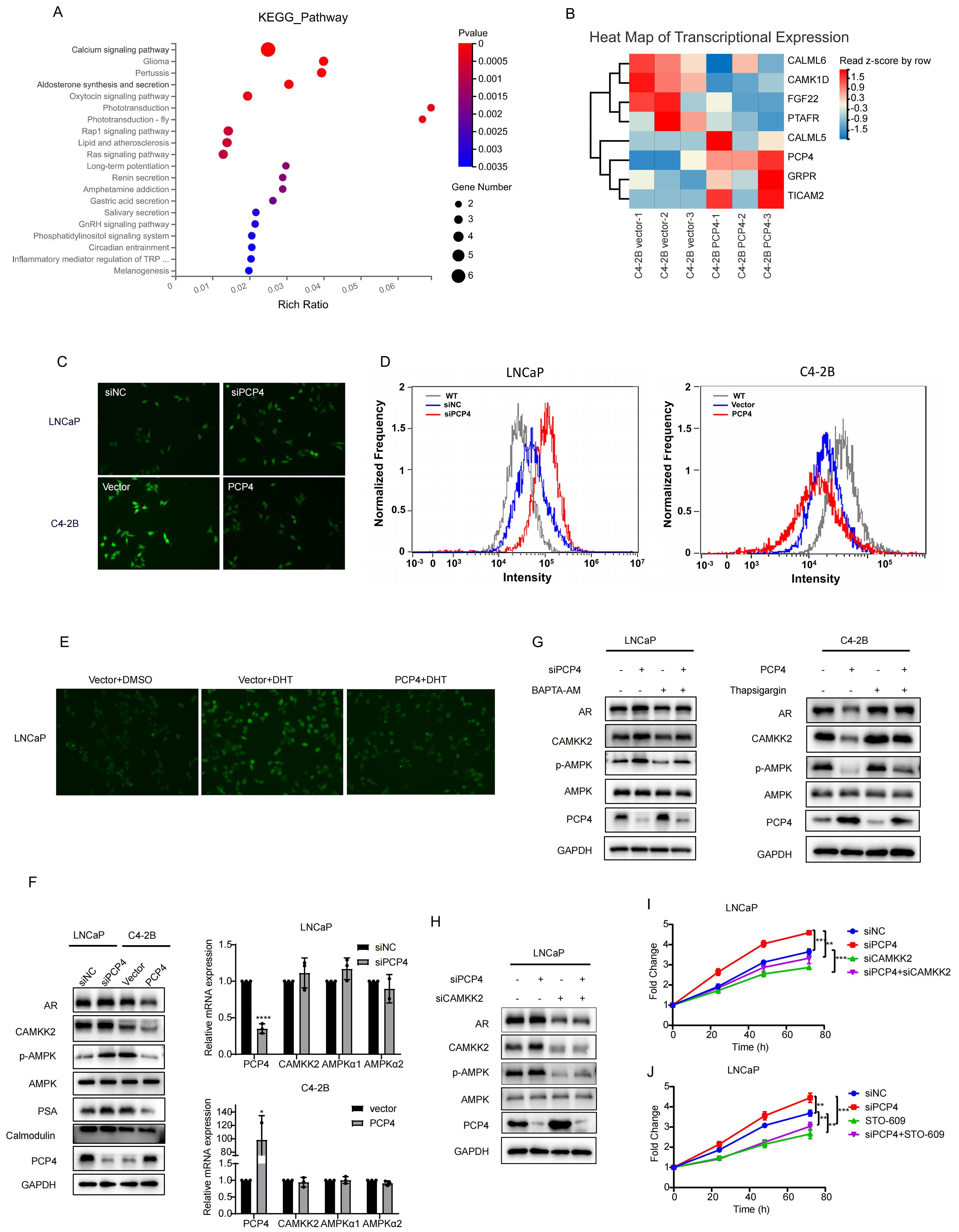 A series of scientific figures presenting data analysis: A) Scatter plot of KEGG pathways showing enrichment analysis with varied bubble sizes and colors indicating gene number and p-values. B) Heat map of transcriptional expression for various genes with color-coded z-scores. C) Fluorescent microscopy images of LNCaP and C4-2B cell lines, showing differences in gene silencing effects. D) Intensity distribution plots for LNCaP and C4-2B cell lines with different treatment. E) Microscopy images of LNCaP cells treated with different agents. F) Western blot and mRNA expression graphs showing protein and gene expression levels in LNCaP and C4-2B. G) Western blots for protein expression under various treatment conditions in LNCaP and C4-2B cells. H) Western blot illustrating effects of gene silencing in LNCaP cells. I & J) Line graphs depicting fold change over time in LNCaP cells under different treatments.