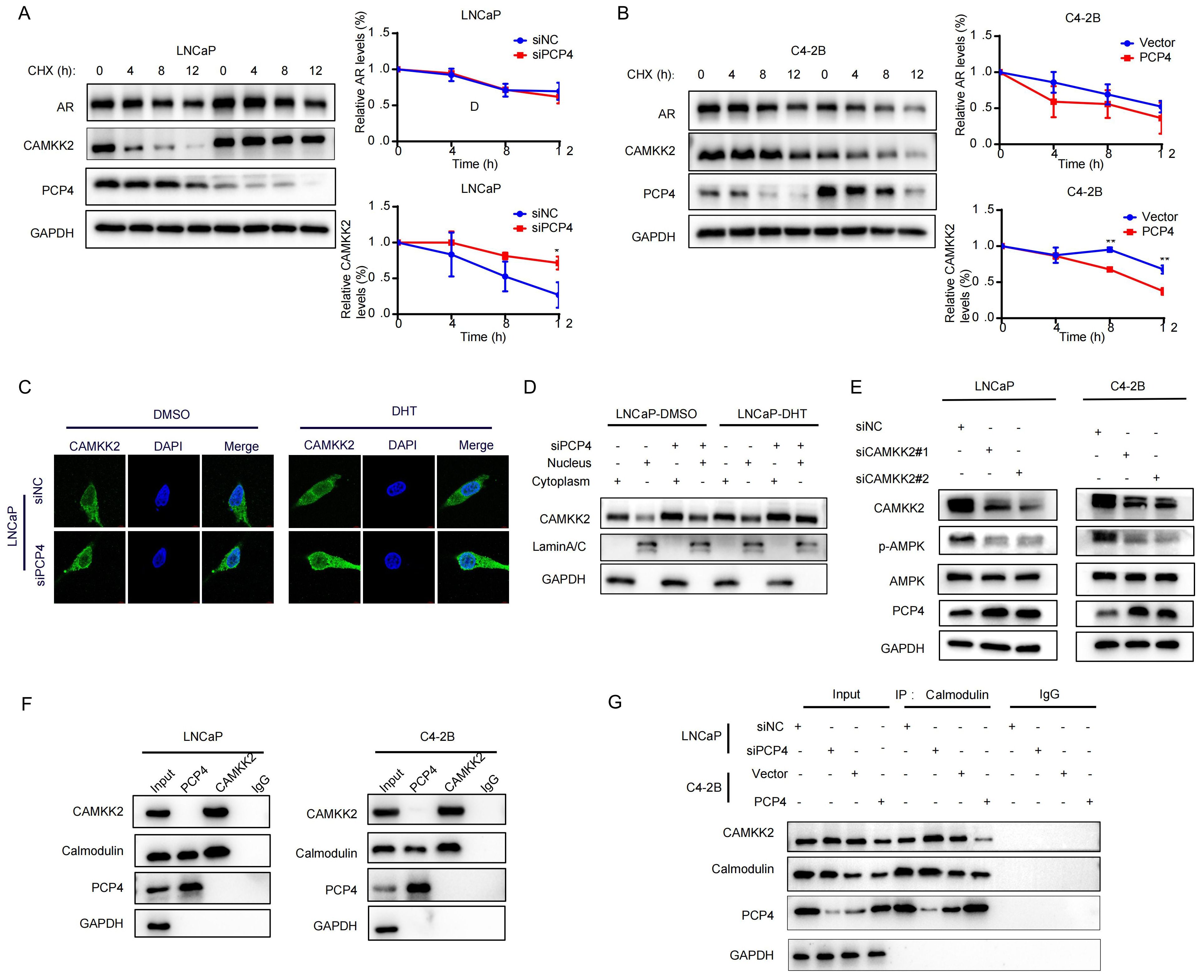 Scientific figures with multiple panels depicting experimental results related to LNCaP and C4-2B cell lines. Panels A and B feature protein expression levels of AR, CAMKK2, PCP4, and GAPDH at various time points, analyzed through Western blot and graphed for visual comparison. Panel C presents immunofluorescence images showing CAMKK2 localization with DAPI staining in control and treated cells. Panel D shows Western blot results of CAMKK2 localization in cellular fractions. Panel E displays Western blot analysis assessing the effects of siRNA treatments on protein expression in LNCaP and C4-2B cells. Panels F and G analyze protein interactions using immunoprecipitation.
