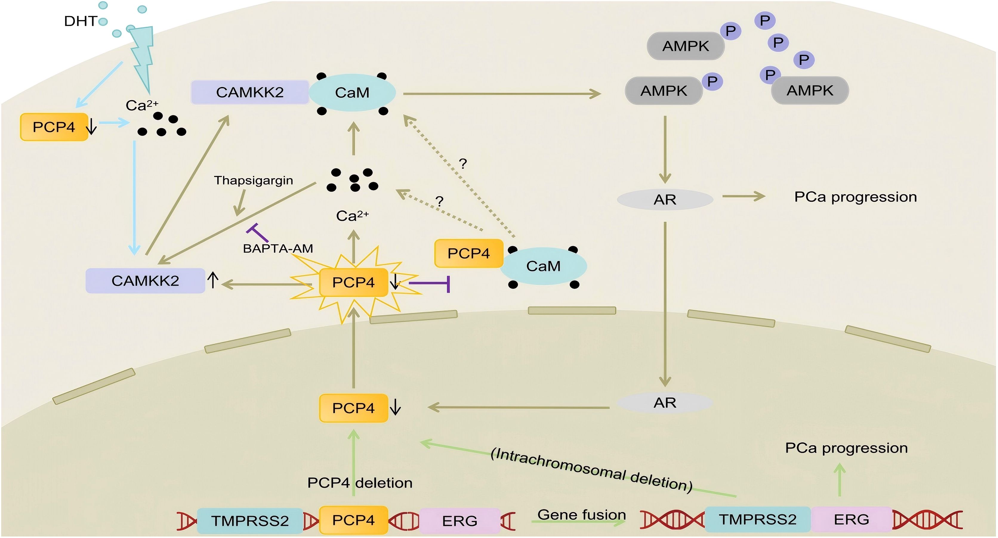 Diagram illustrating the signaling pathways and molecular interactions involving PCP4, CAMKK2, CaM, and AR in prostate cancer progression (PCa). DHT affects PCP4 and CaM, leading to changes in calcium levels and activation of CAMKK2 and AMPK. Genetic elements TMPRSS2 and ERG are also shown in context with gene fusion and intrachromosomal deletion, indicating their role in PCa progression. Inhibitors like BAPTA-AM and thapsigargin are noted, along with complex interactions and feedback loops. Arrows and labels indicate flow and influence among components.