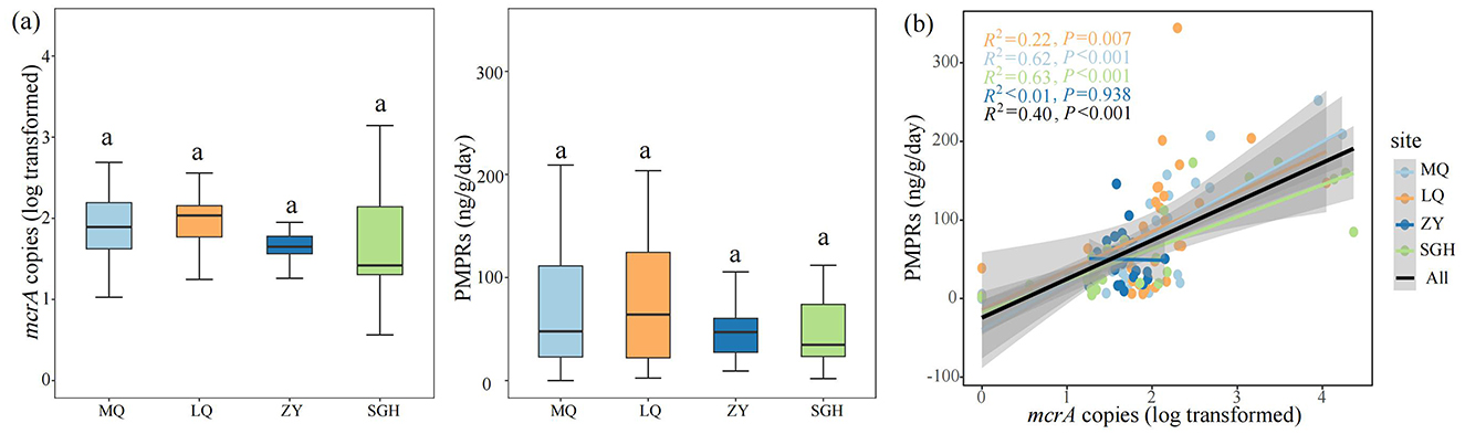 Two panels labeled (a) and (b). Panel (a) shows box plots comparing mcrA copies and PMPRs across four sites: MQ, LQ, ZY, and SGH. Each site has similar median values marked by “a”. Panel (b) is a scatter plot with a trend line showing a positive correlation between mcrA copies and PMPRs. The plots are colored to represent different sites: blue for MQ, orange for LQ, dark blue for ZY, and green for SGH. Statistical values and significance levels are indicated in panel (b).