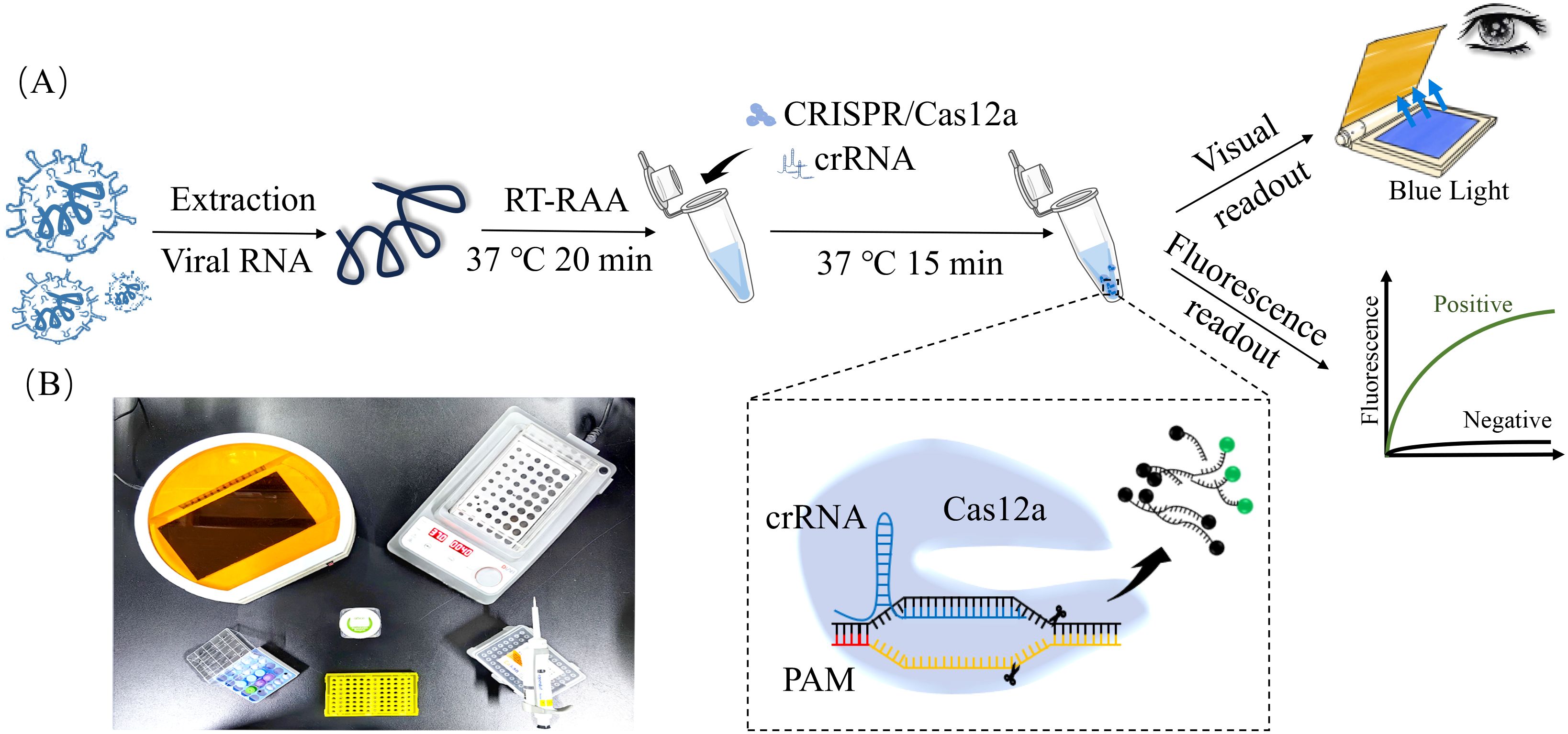 Flowchart illustrating a viral RNA detection process and related experiment setup. Panel A shows viral RNA extraction and amplification using RT-RRA, followed by CRISPR/Cas12a with crRNA at 37 degrees Celsius. Detection is via fluorescence or visual readout under blue light. A graph shows fluorescence intensity for positive and negative results. Panel B depicts laboratory equipment including a pipette, PCR machine, and containers. A magnified section details the CRISPR/Cas12a mechanism with PAM sequence identification.