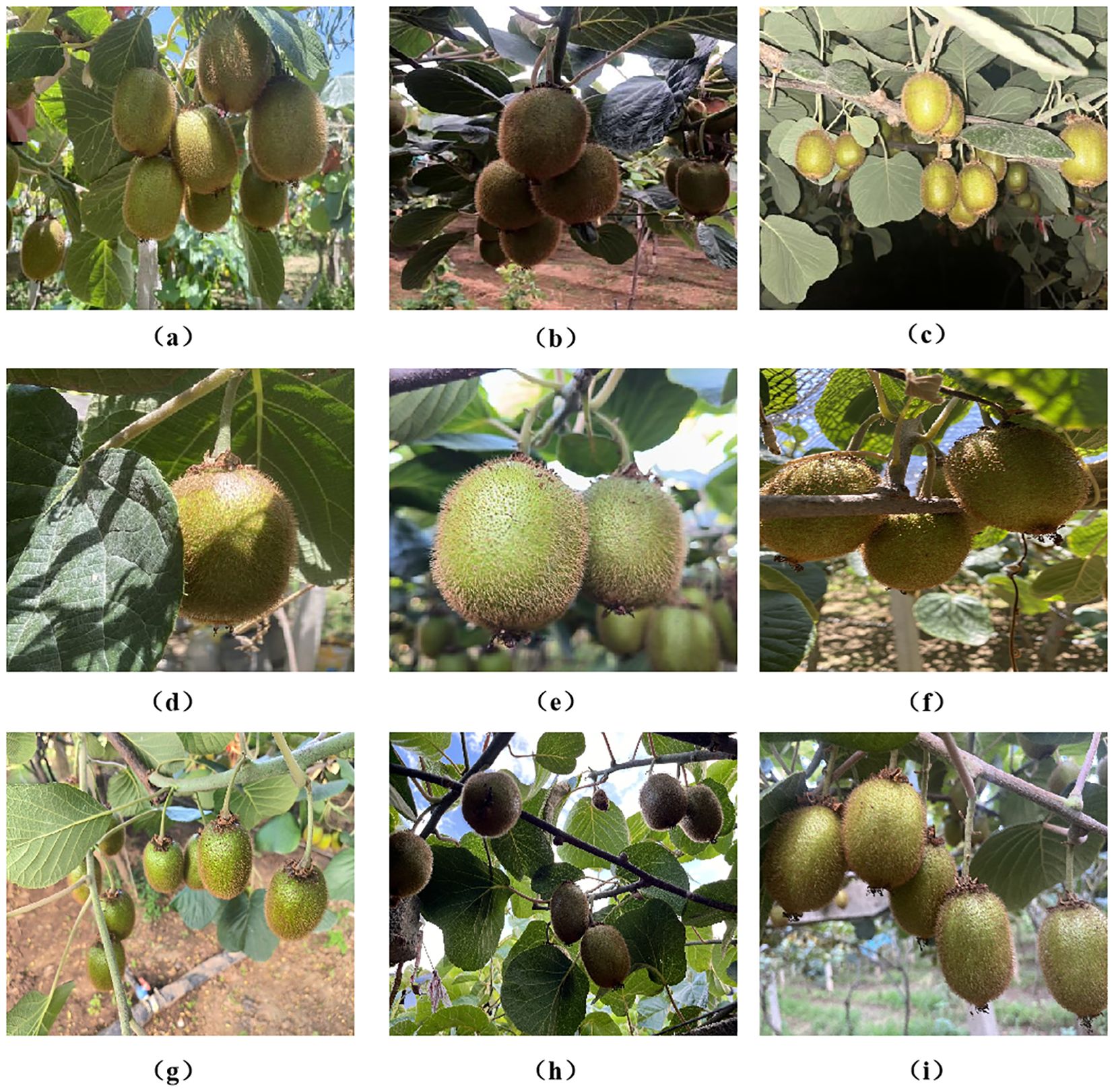 Nine images of kiwi fruits in different conditions and angles. (a) Sunny day, bright lighting on fruits. (b) Cloudy day, dimmer lighting. (c) Night, highly obscured. (d) Leaf obstruction, covered by leaves. (e) Fruit overlap, two touching fruits. (f) Branch obstruction, partially obscured by branches. (g) Top-down shot, view from above. (h) Low-angle shot, viewed from below. (i) Eye-level shot, straight view.