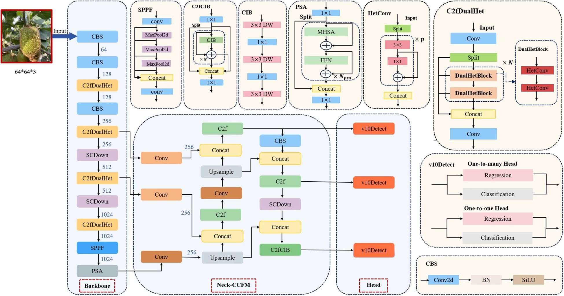 Flowchart of a neural network architecture for object detection. It includes modules like CBS, C2fDualHet, SCDown, SPPF, and PSA. The process flows from input to backbone, then to neck (CCFM), and finally to the detection head (v10Detect), outlining convolution, upsampling, and regression/classification processes. An image of a jackfruit is shown as input.