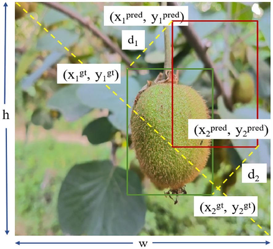 Close-up of a fruit on a plant with annotated coordinates and bounding boxes indicating predicted and ground truth positions. Yellow lines show diagonal measurements labeled as \(d_1\) and \(d_2\). Blue arrows denote height (\(h\)) and width (\(w\)) dimensions.