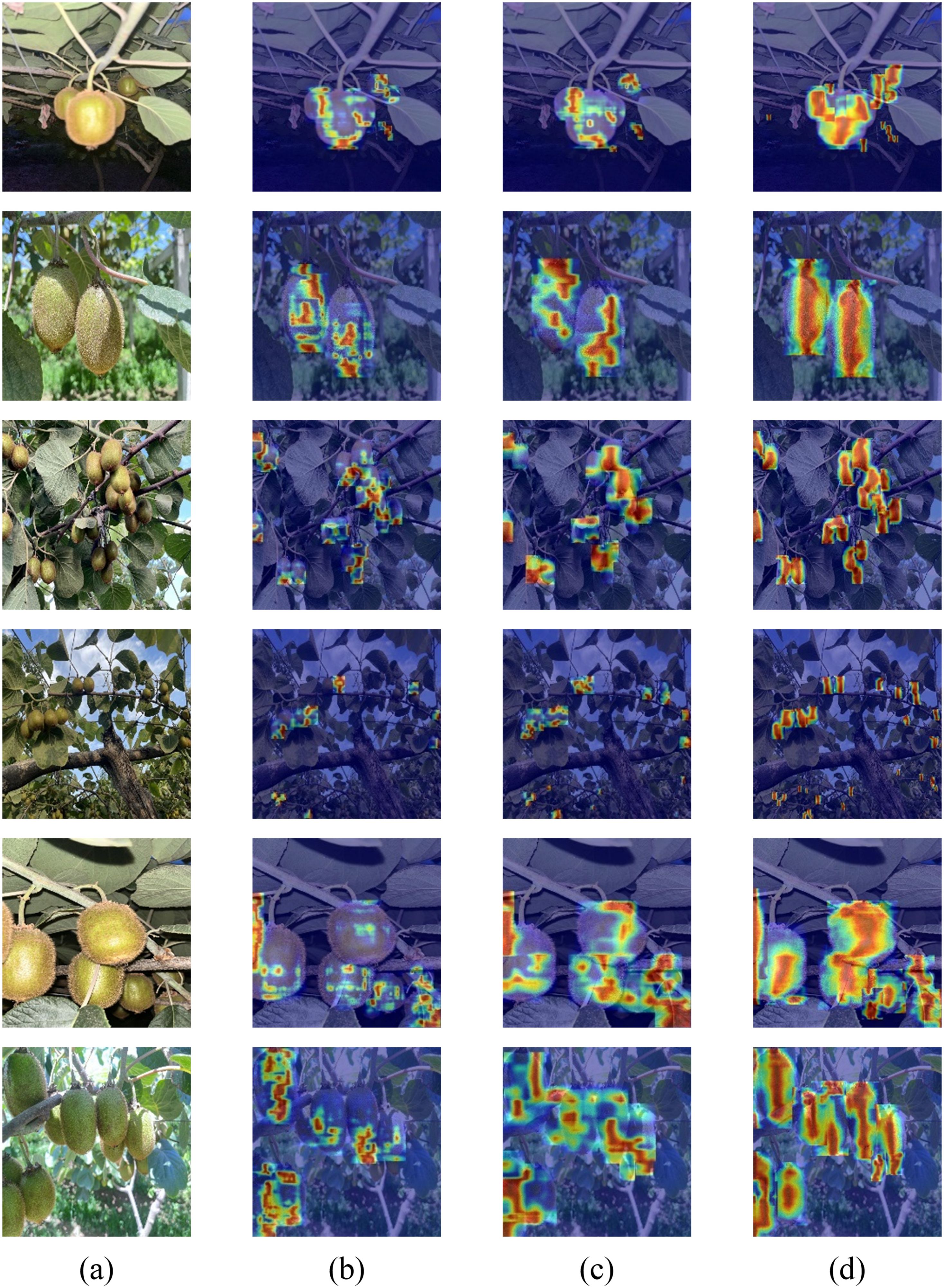 A series of images are arranged in a grid, showcasing kiwi fruit on trees. The first column (a) depicts clear images of kiwi clusters. Columns (b), (c), and (d) show the same images with increasing levels of highlighted areas in various colors, likely indicating heat map data or detection analysis to emphasize specific features of the kiwi and foliage.