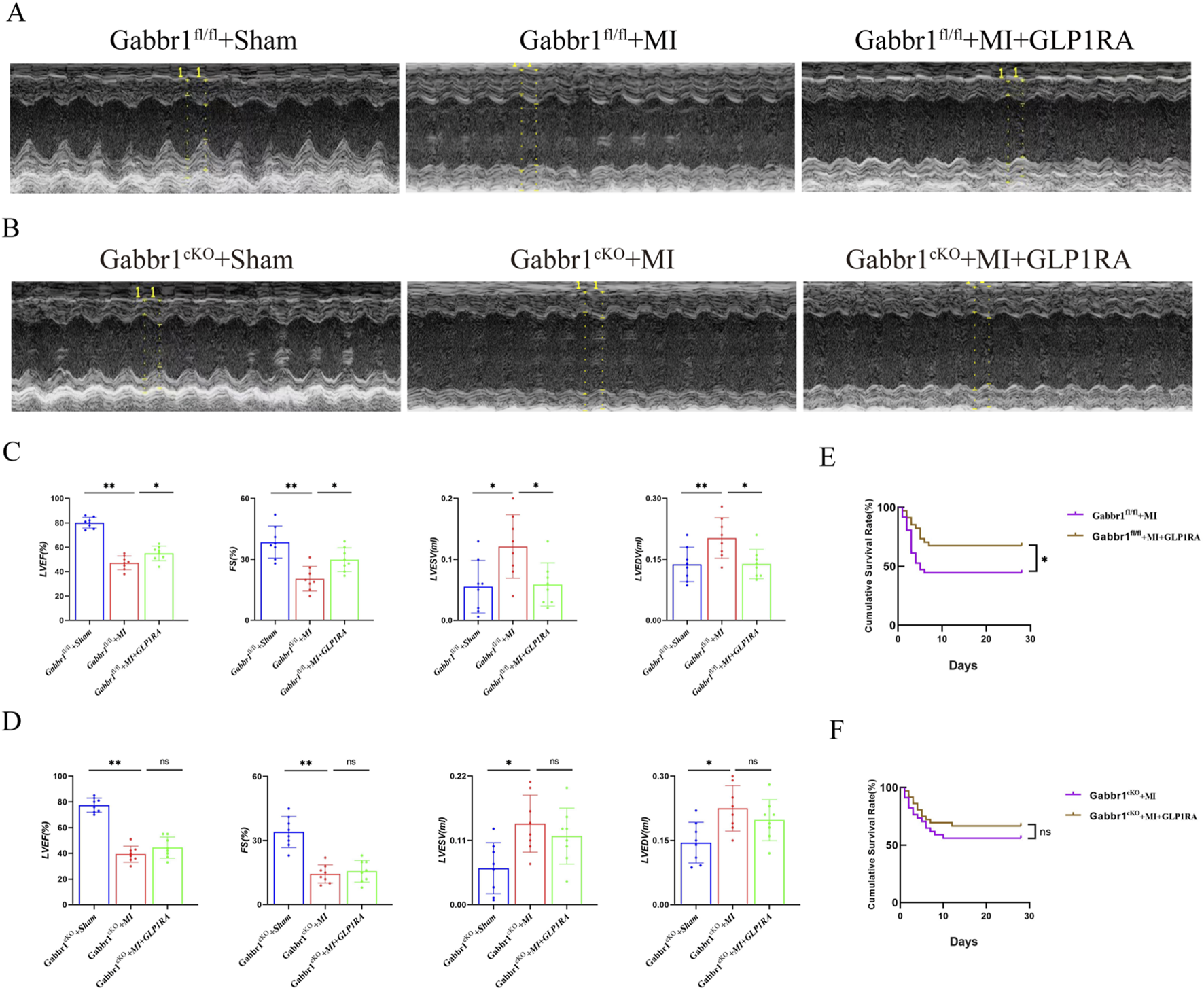 Panel A and B contains echocardiography images comparing heart structure in Gabbr1\^{fl/fl} and Gabbr1\^{CKO} mice groups under different treatments: Sham, MI, and MI + GLP1RA. Panel C and D show bar graphs depicting cardiac function metrics such as LVEF, FS, LVESD, and LVEDP across treatments. Panel E and F display survival curves comparing cumulative survival rates over days between different treatments for both mouse groups. Significant differences are indicated with asterisks.