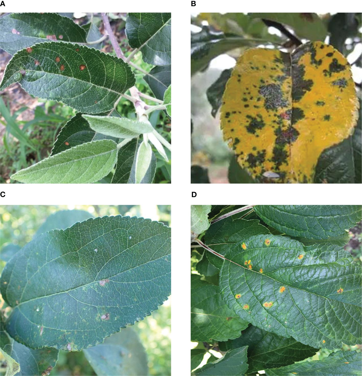 A collage of four leaf images each displaying various fungal or bacterial infections. Image A shows leaves with small red spots. Image B features a leaf with a yellow and black dappled pattern. Image C displays leaves with pale patches, and Image D shows leaves with orange spots. Each image demonstrates different symptoms of possible plant diseases.