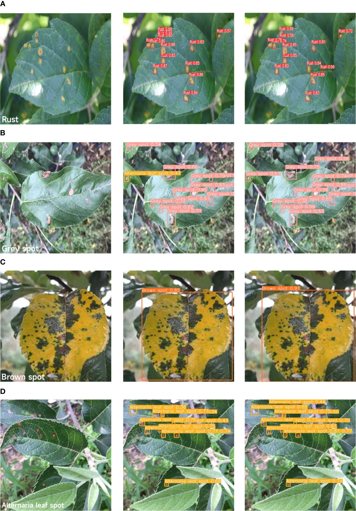 A series of images showing different leaf diseases with digital annotations. A) Rust spots on a leaf with confidence scores labeled. B) Grey spots on a leaf with various annotations indicating spot types and confidence levels. C) Brown spots covering a leaf, annotated with confidence scores. D) Alternaria leaf spots highlighted on a leaf with corresponding confidence scores. Each disease type is visually and numerically marked across three panels per category.