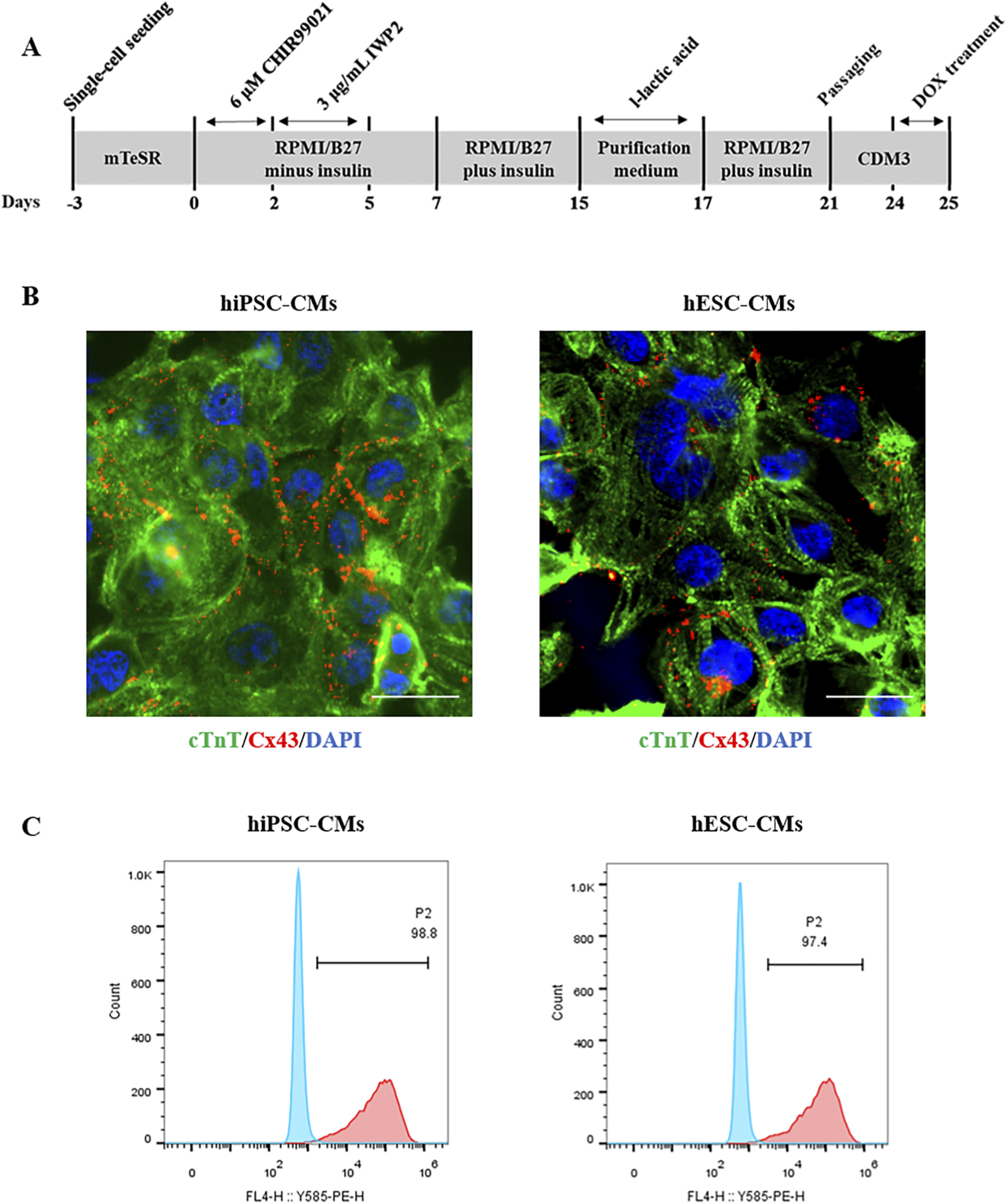 Diagram with three panels. Panel A: A timeline showing stages of cell treatment over 25 days, including compound treatments and cell media changes. Panel B: Fluorescent microscopy images of hiPSC-CMs and hESC-CMs, with green, red, and blue markers representing cTnT, Cx43, and DAPI staining, respectively. Panel C: Flow cytometry histograms for hiPSC-CMs and hESC-CMs displaying cell counts with a marked P2 population, showing percentages of 98.8 and 97.4, respectively.