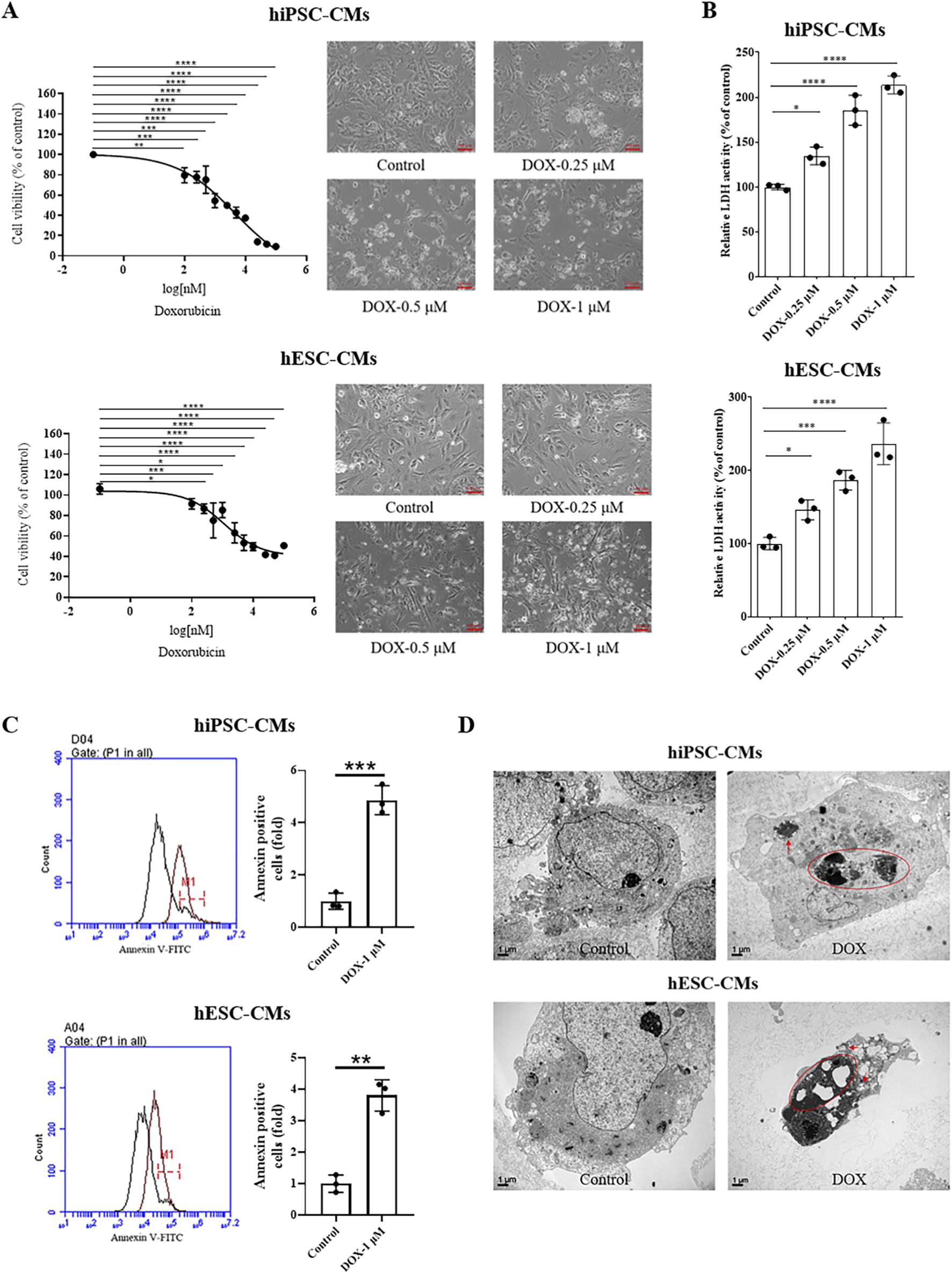 Graphs and images depict the effects of doxorubicin on hiPSC-CMs and hESC-CMs. Panel A shows dose-response curves and cell images for viability under different doxorubicin concentrations. Panel B presents bar graphs for relative LDH activity. Panel C includes flow cytometry plots and bar graphs showing annexin-positive cell counts. Panel D provides TEM images of cells with and without doxorubicin treatment, highlighting cellular ultrastructural differences. Statistical significance is indicated with asterisks.