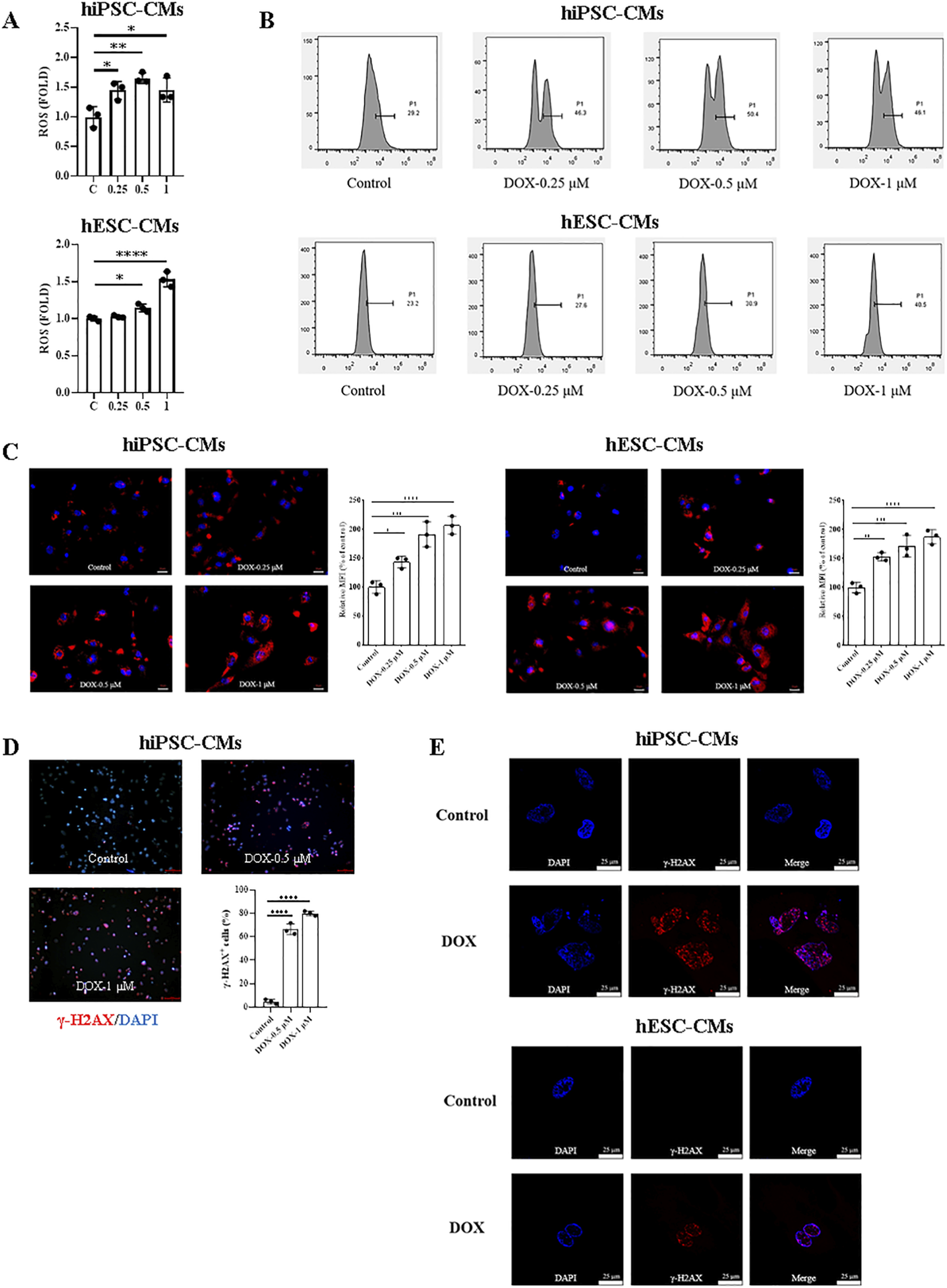 Panel A shows bar graphs of ROS levels in hiPSC-CMs and hESC-CMs with varying DOX concentrations. Panel B presents histograms depicting cell counts under different conditions. Panel C includes fluorescence images of hiPSC-CMs and hESC-CMs with DOX treatment and corresponding bar graphs of relative fluorescence. Panel D displays fluorescence images of hiPSC-CMs stained for γ-H2AX and DAPI, with a bar graph for γ-H2AX positive cells. Panel E provides high-magnification images of hiPSC-CMs and hESC-CMs with DAPI and γ-H2AX staining, showing control and DOX-treated conditions.