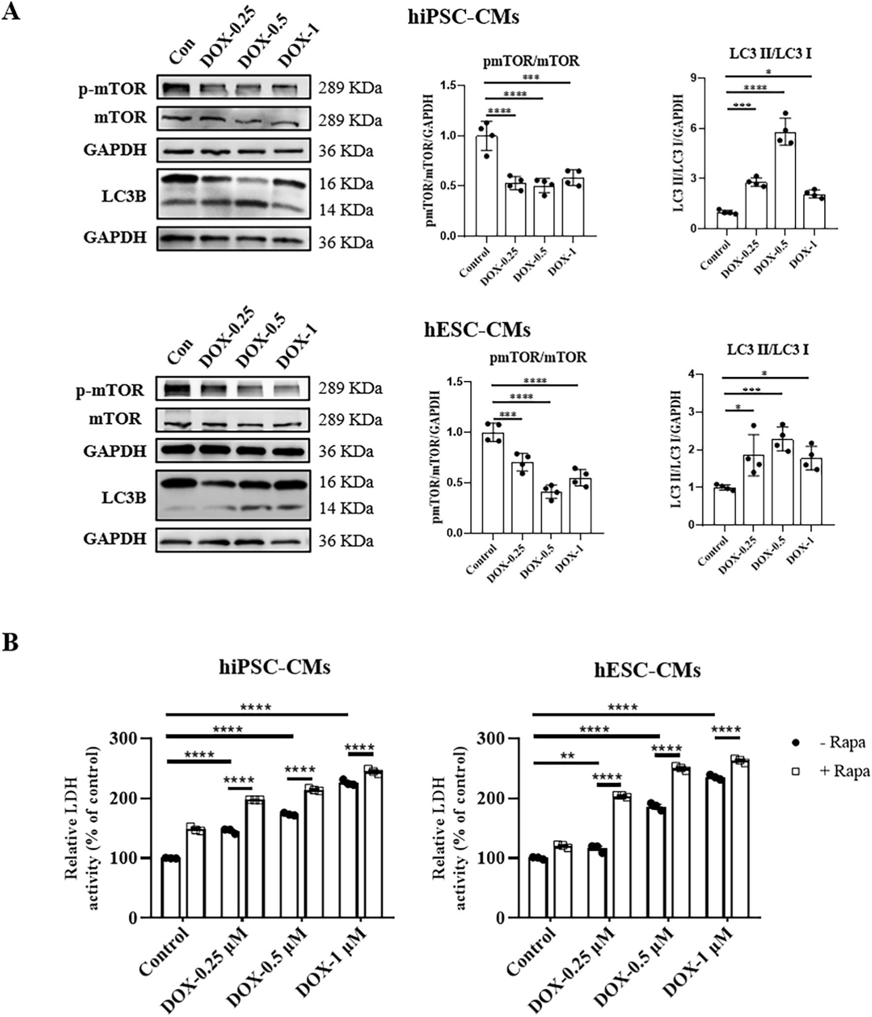 Western blot and graph analysis of protein expression in hiPSC-CMs and hESC-CMs treated with different concentrations of DOX. Panel A shows bands for p-mTOR, mTOR, GAPDH, and LC3B, with accompanying bar graphs quantifying pmTOR/mTOR and LC3 II/LC3 I ratios. Panel B displays bar graphs indicating relative LDH activity in response to DOX, both without and with Rapamycin (Rapa). Statistical significance is marked with asterisks.