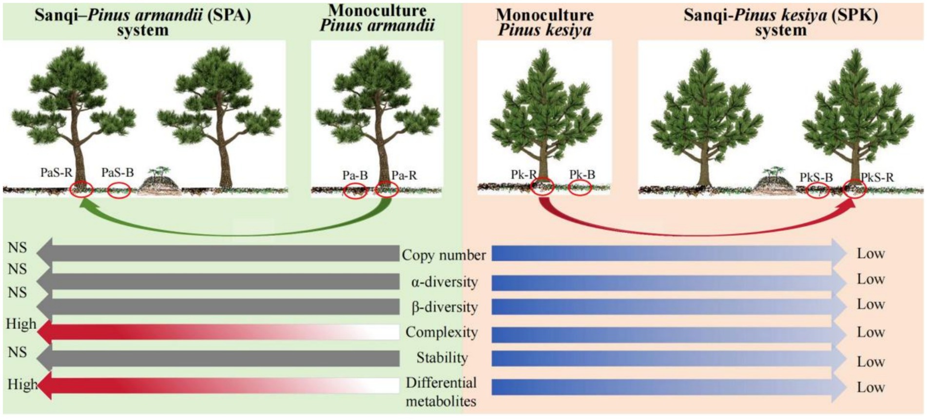 Frontiers | The cultivation of Panax notoginseng enhances
