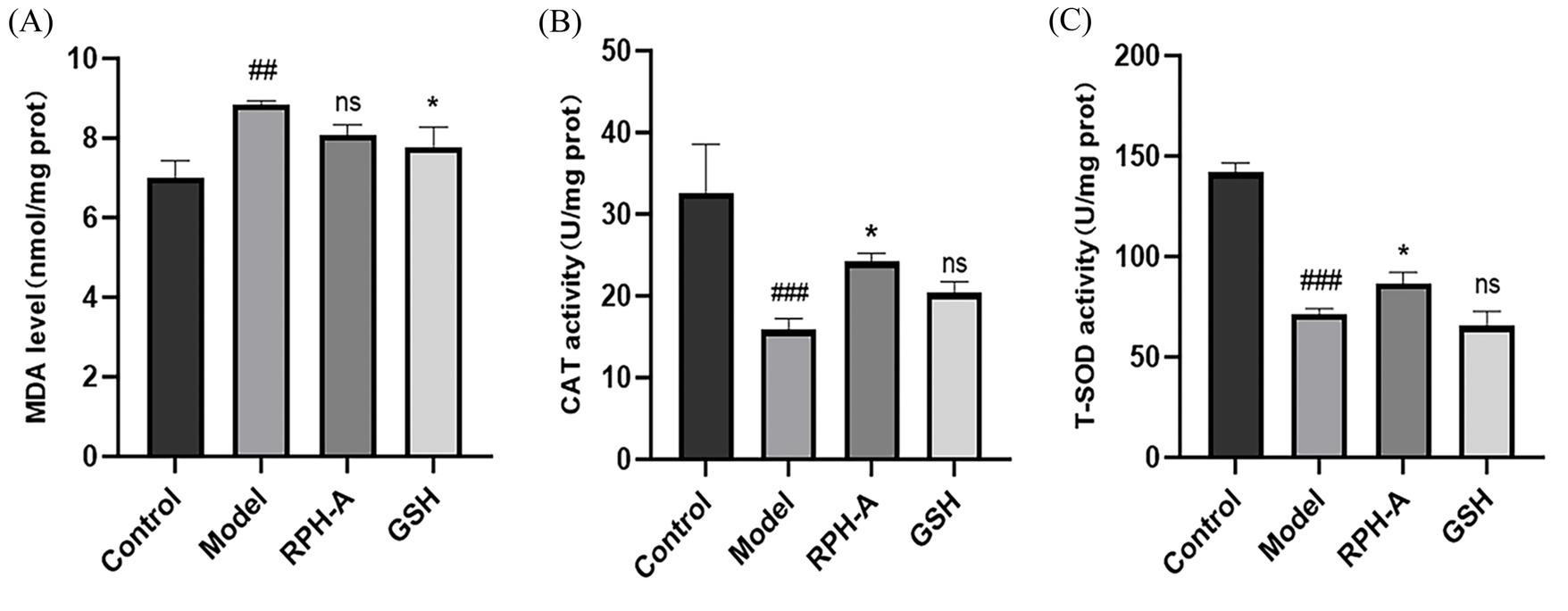 Bar graph showing three separate panels for MDA level, CAT activity, and T-SOD activity across four groups: Control, Model, RPH-A, and GSH. MDA levels are highest in the Model group, with significant differences indicated by symbols. CAT activity is highest in the Control and RPH-A groups. T-SOD activity follows a similar pattern, with Control and RPH-A showing higher activity. Significance is marked with symbols such as