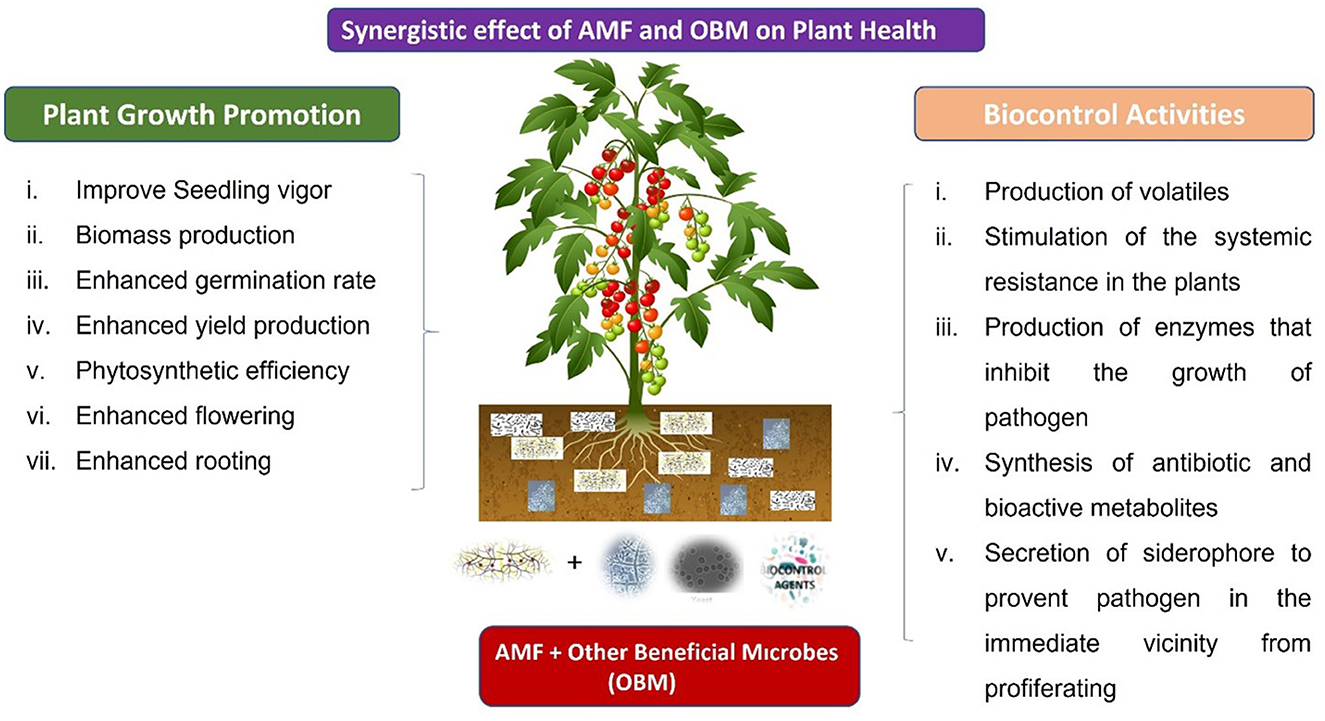 Synergistic effects of AMF and OBM on plant health are shown. ”Plant Growth Promotion“ includes improved seedling vigor, biomass, germination rate, yield, photosynthetic efficiency, flowering, and rooting. ”Biocontrol Activities” include volatile production, systemic resistance stimulation, enzyme production inhibiting pathogens, antibiotic synthesis, and siderophore secretion preventing pathogen proliferation. A diagram of a plant with roots surrounded by soil microbes is depicted.