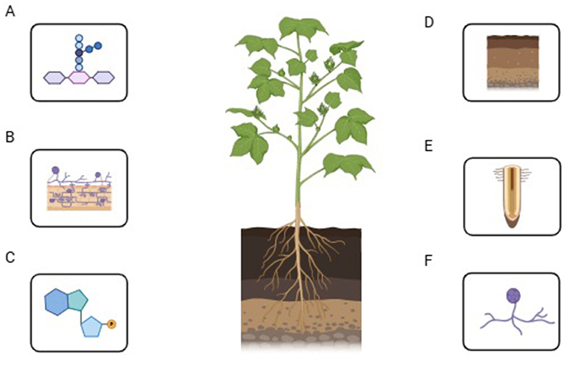 Illustration of a plant with roots underground, surrounded by six labeled panels. Panel A shows a chemical structure. Panel B depicts a fungus on a plant surface. Panel C contains another chemical structure. Panel D shows layers of soil. Panel E illustrates a plant root tip. Panel F displays a network of fungal hyphae.