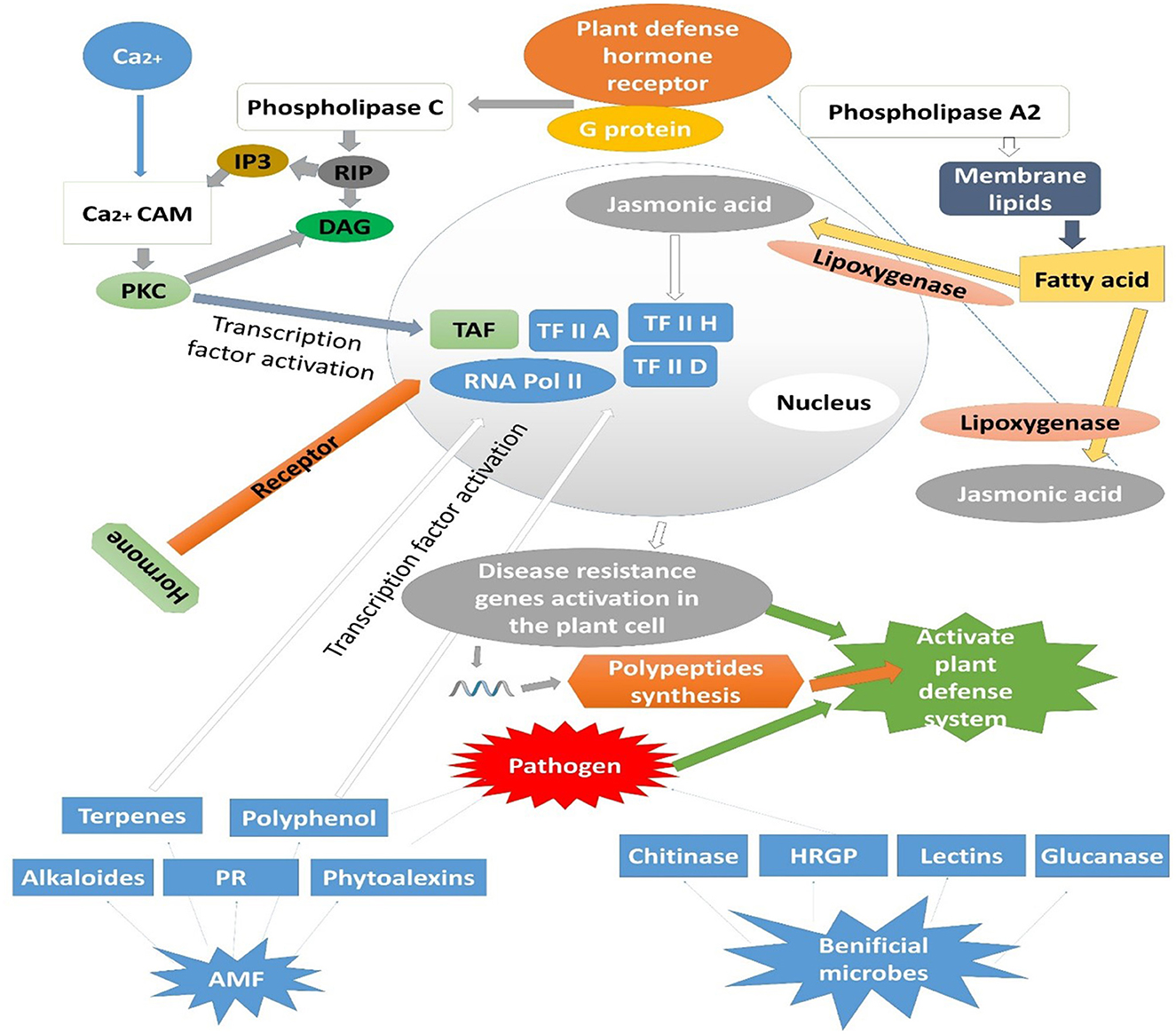 Diagram illustrating plant defense mechanisms. It shows pathways involving calcium, phospholipase C, and phospholipase A2 leading to the production of jasmonic acid. Key elements include transcription factor activation, disease resistance gene activation, and polypeptide synthesis, which activates plant defense systems. The chart includes components like hormones, receptors, G proteins, membrane lipids, and beneficial microbes such as AMF. Various defense molecules are mentioned, such as terpenes, polyphenols, and chitinase.