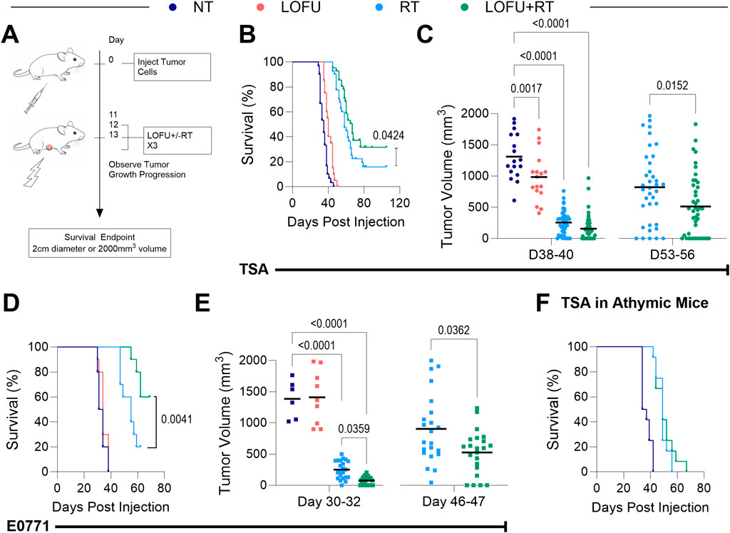 Diagram of an experimental setup and results for a study on tumor growth in mice. Panel A shows injection of tumor cells and treatment days. Panels B, D, and F display survival curves for different treatments: NT (blue), LOFU (red), RT (light blue), LOFU+RT (green). Panels C and E show tumor volume data with significant p-values highlighted. The study compares treatments across various days post-injection, detailing effects on survival and tumor volume in TSA and E0771 models, including athymic mice.