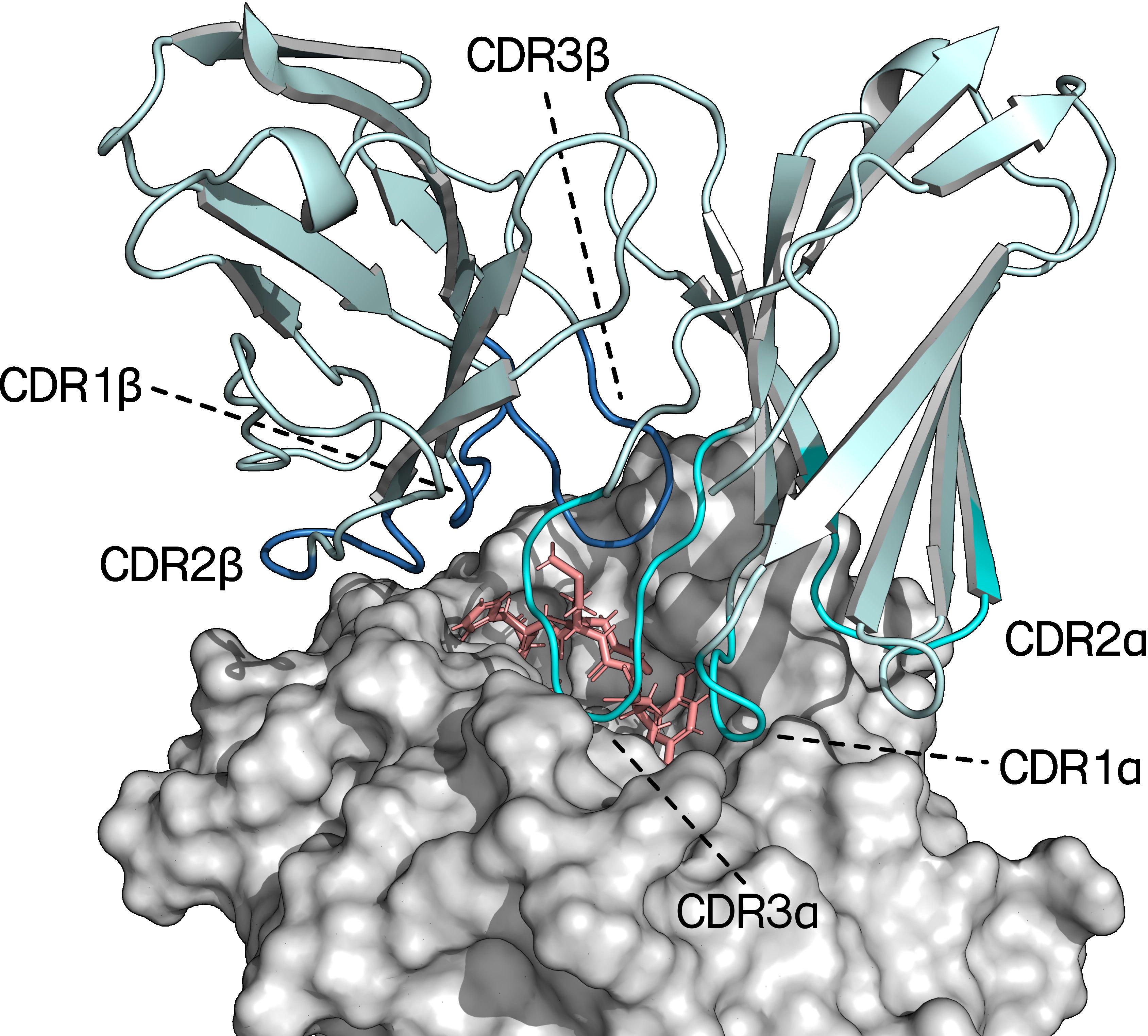 Structural diagram of a T-cell receptor complex bound to a major histocompatibility complex class I (MHC I) molecule. The receptor is shown as cyan and blue ribbons, with regions labeled CDR1α, CDR2α, CDR3α, CDR1β, CDR2β, and CDR3β highlighted. The MHC molecule is represented as a gray surface, and the antigenic peptide is depicted in pink.