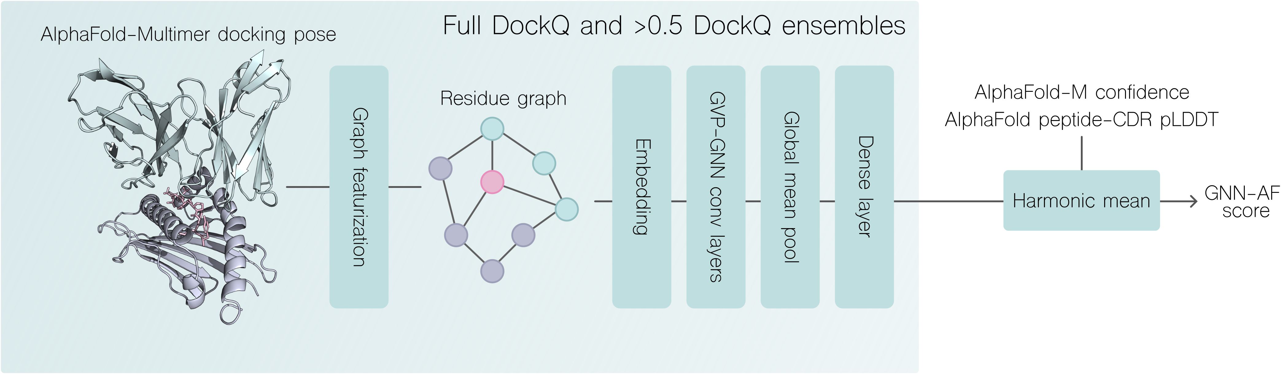Diagram illustrating a novel docking pose scoring method. The steps in the scoring process include graph featurization, graph embedding, GVP-GNN convolution layers, global mean pooling, and a dense layer. The score from this novel method is combined with AlphaFold-M confidence and CDR–peptide pLDDT using their harmonic mean to obtain a final score termed GNN-AF.